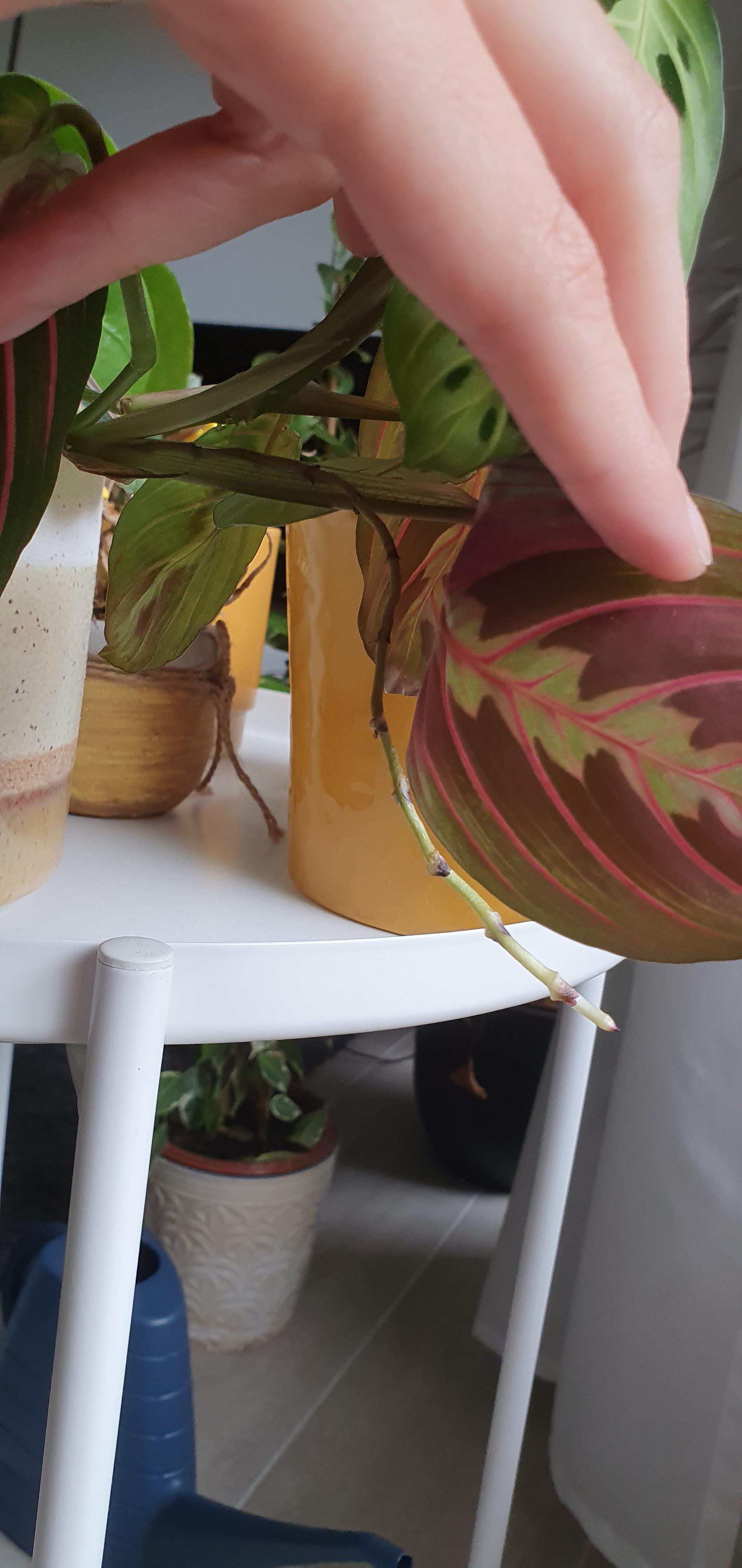 My prayer plant that is quite big, got an aerial root. What should I do