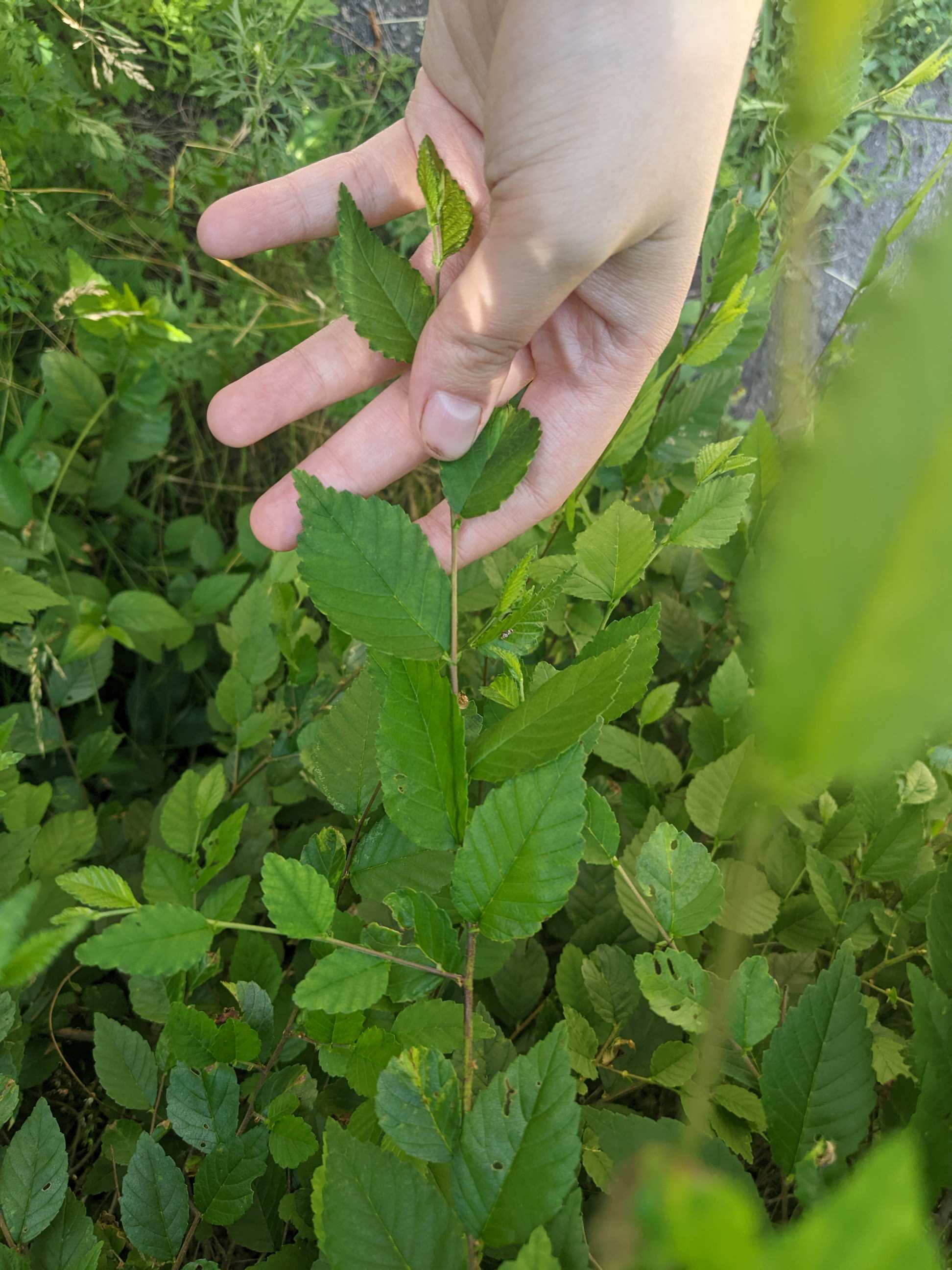 This plant is a hedge , in Michigan , what is it? r/PlantIdentification