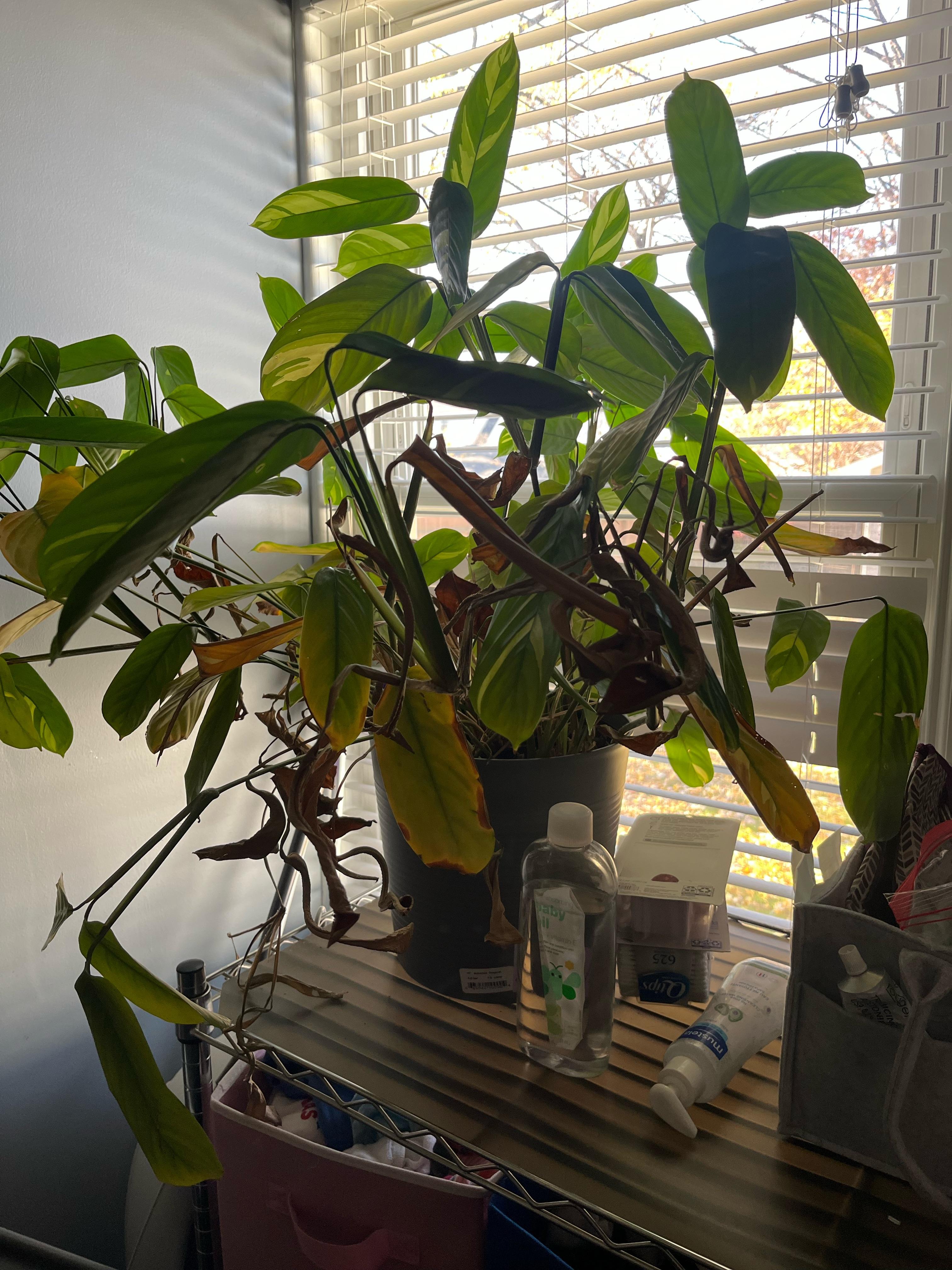 Help. Can anyone help me understand why my plants leaves are turning