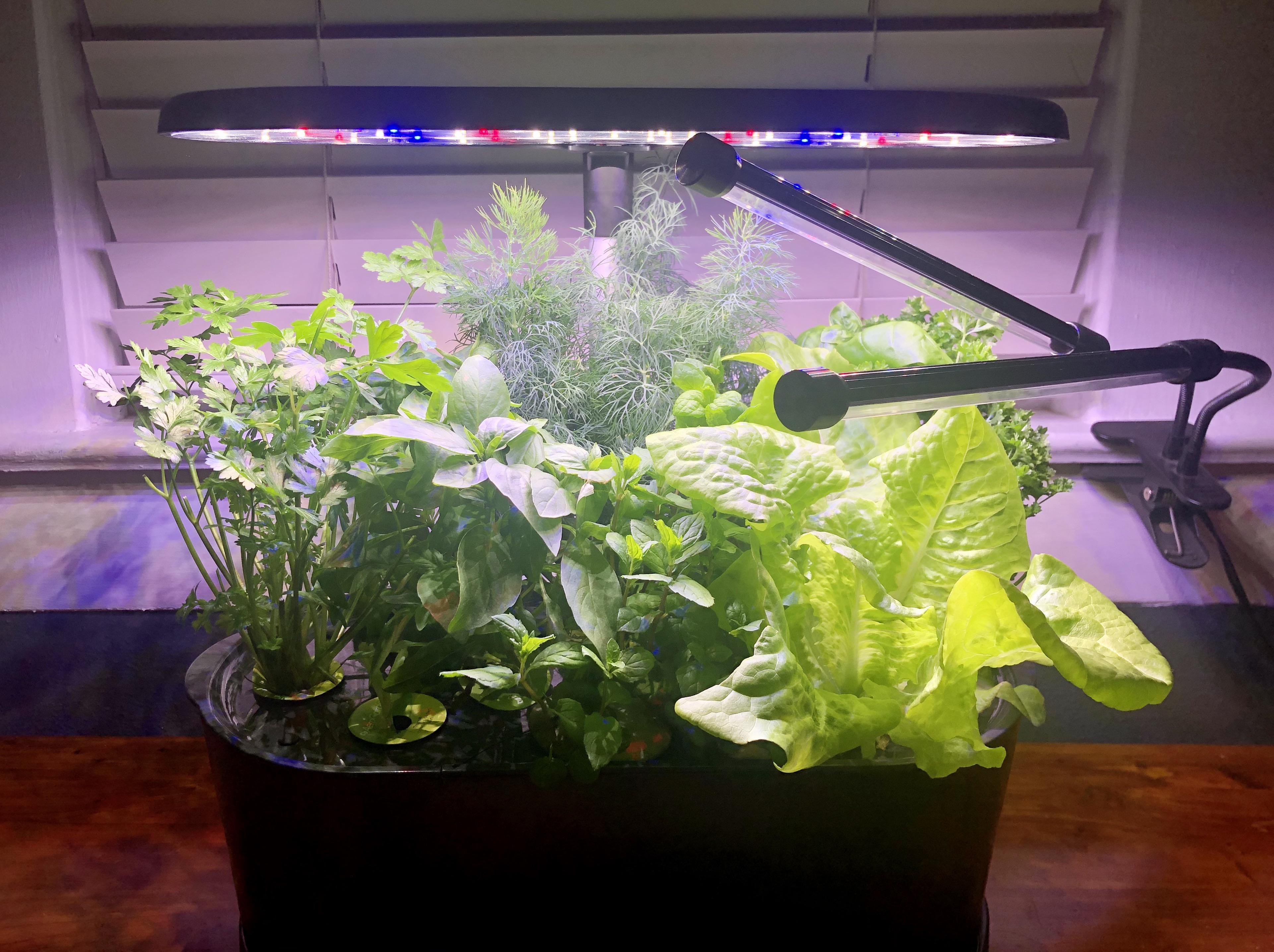 60 (days), flirty, and thriving (herbs & lettuce) r/aerogarden