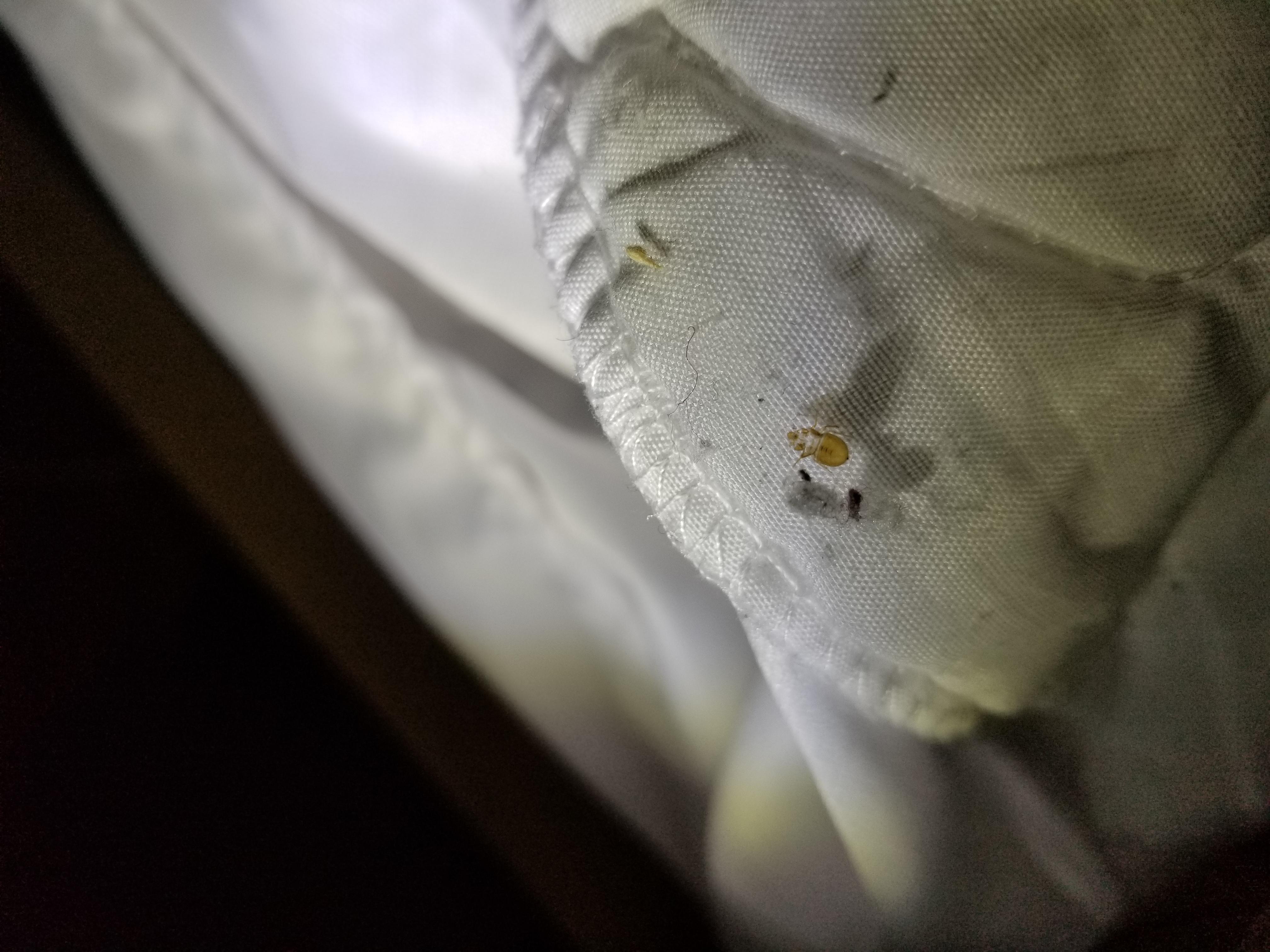 Bedbug cast skin? r/Bedbugs