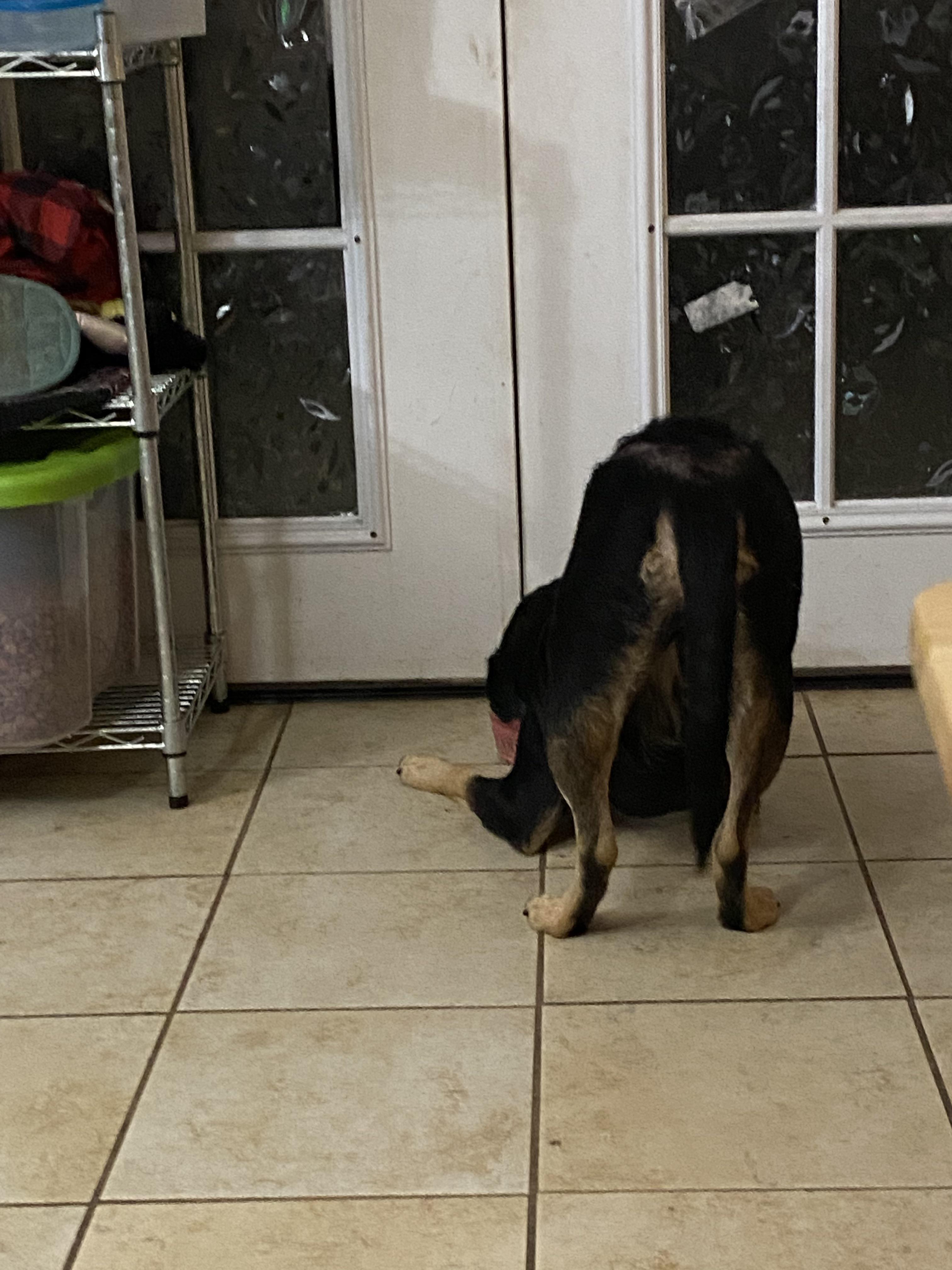 My dog eats his food like this now I guess r/WhatsWrongWithYourDog