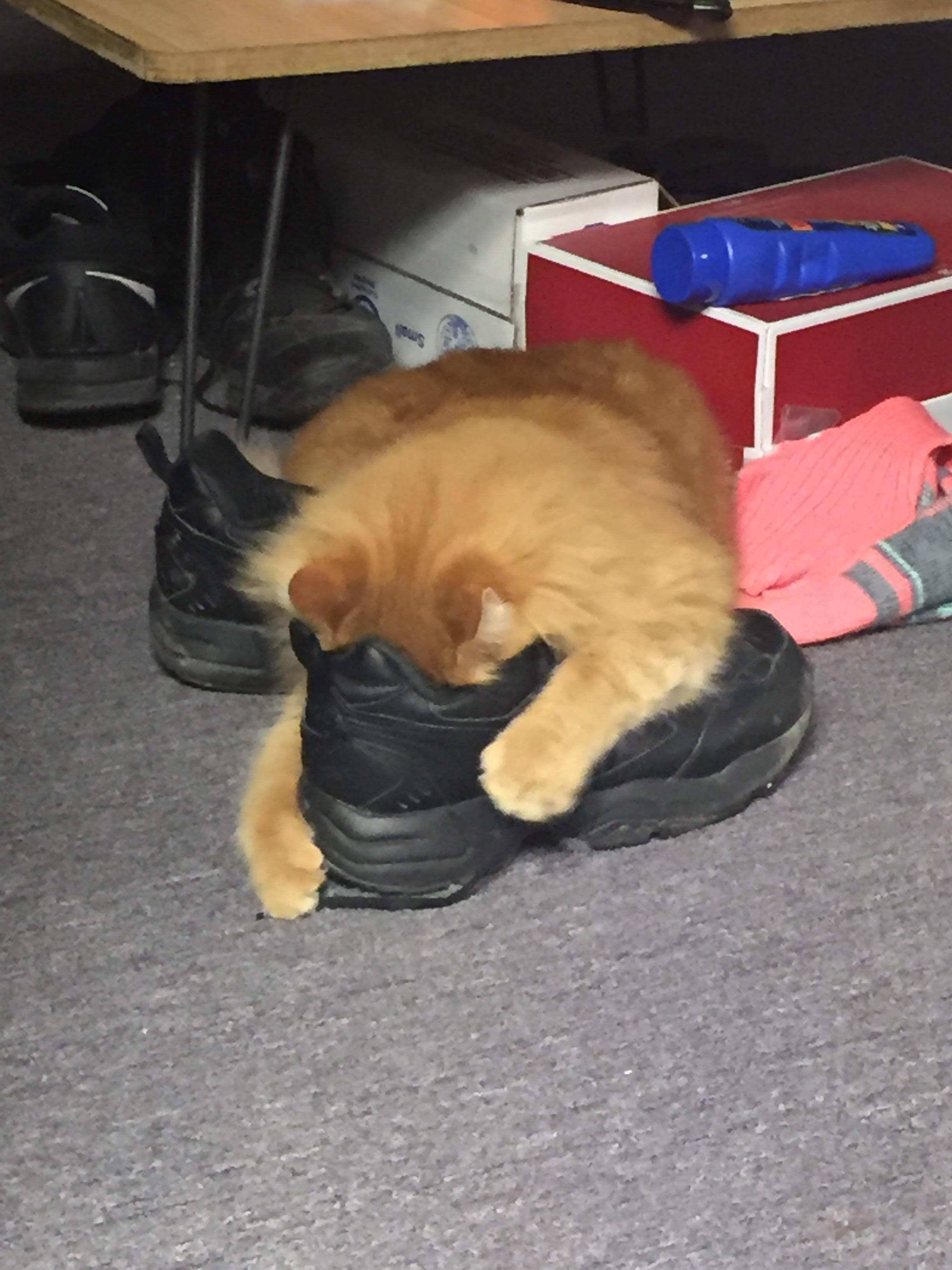 My cat loves shoes r/aww