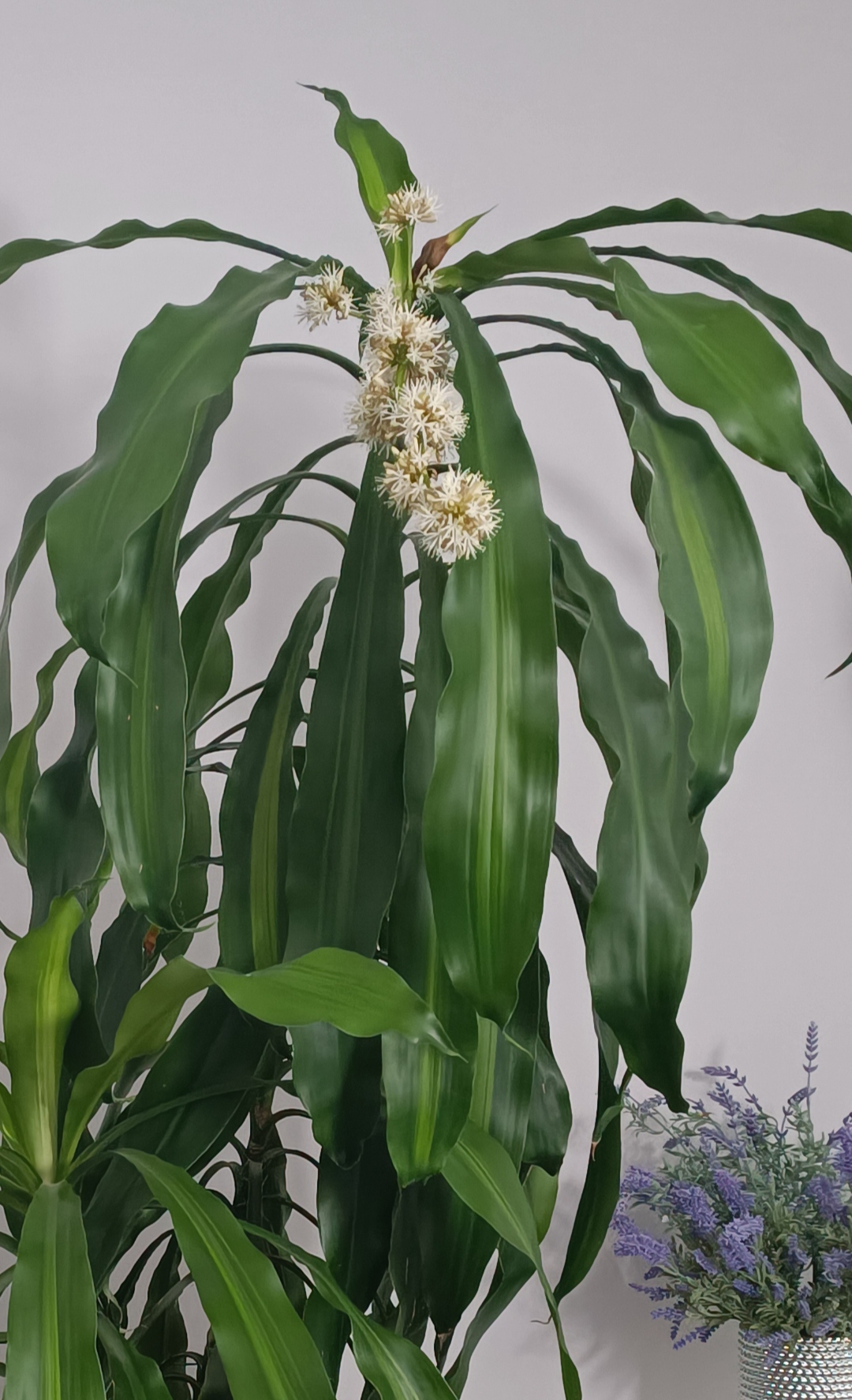 Corn Stalk Flower