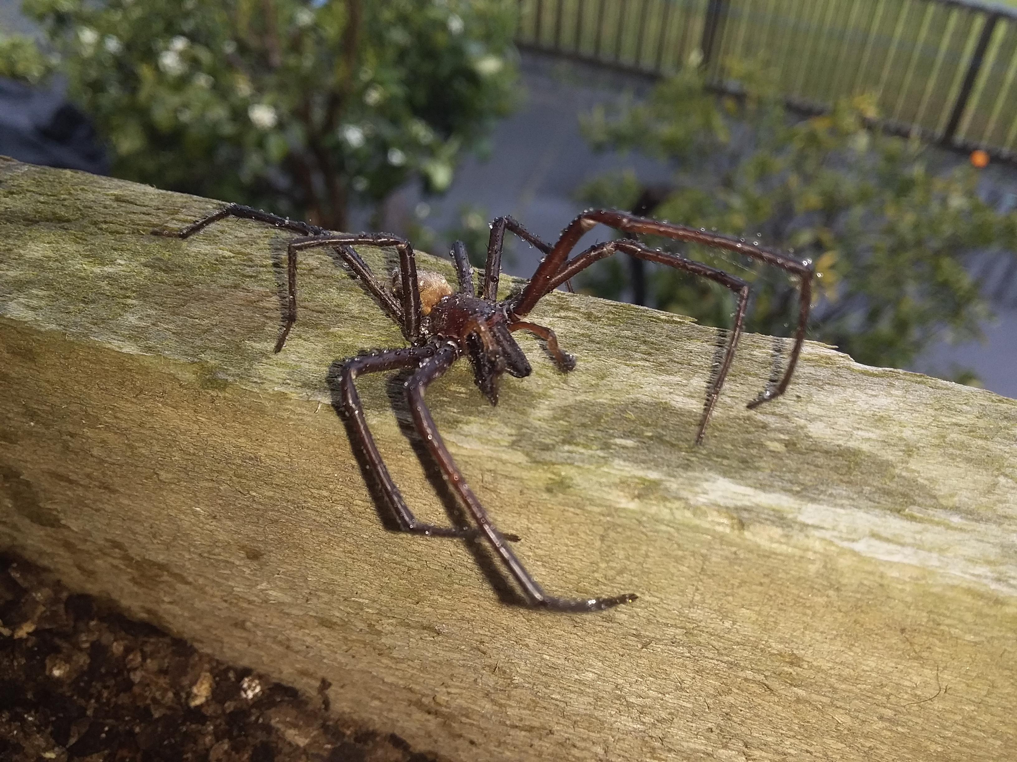 New Zealand Sheetweb spider (I think) chilling in the rain r/spiders