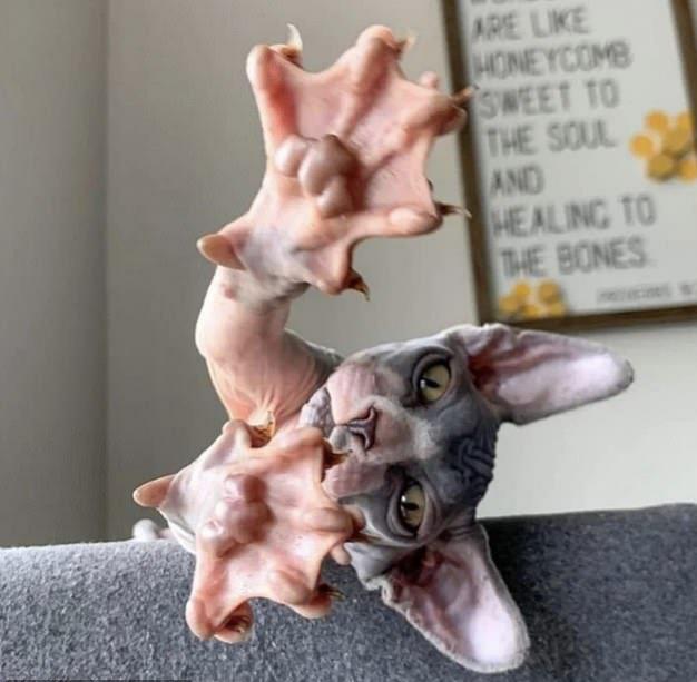 This hairless cat with stretched paws r/oddlyterrifying