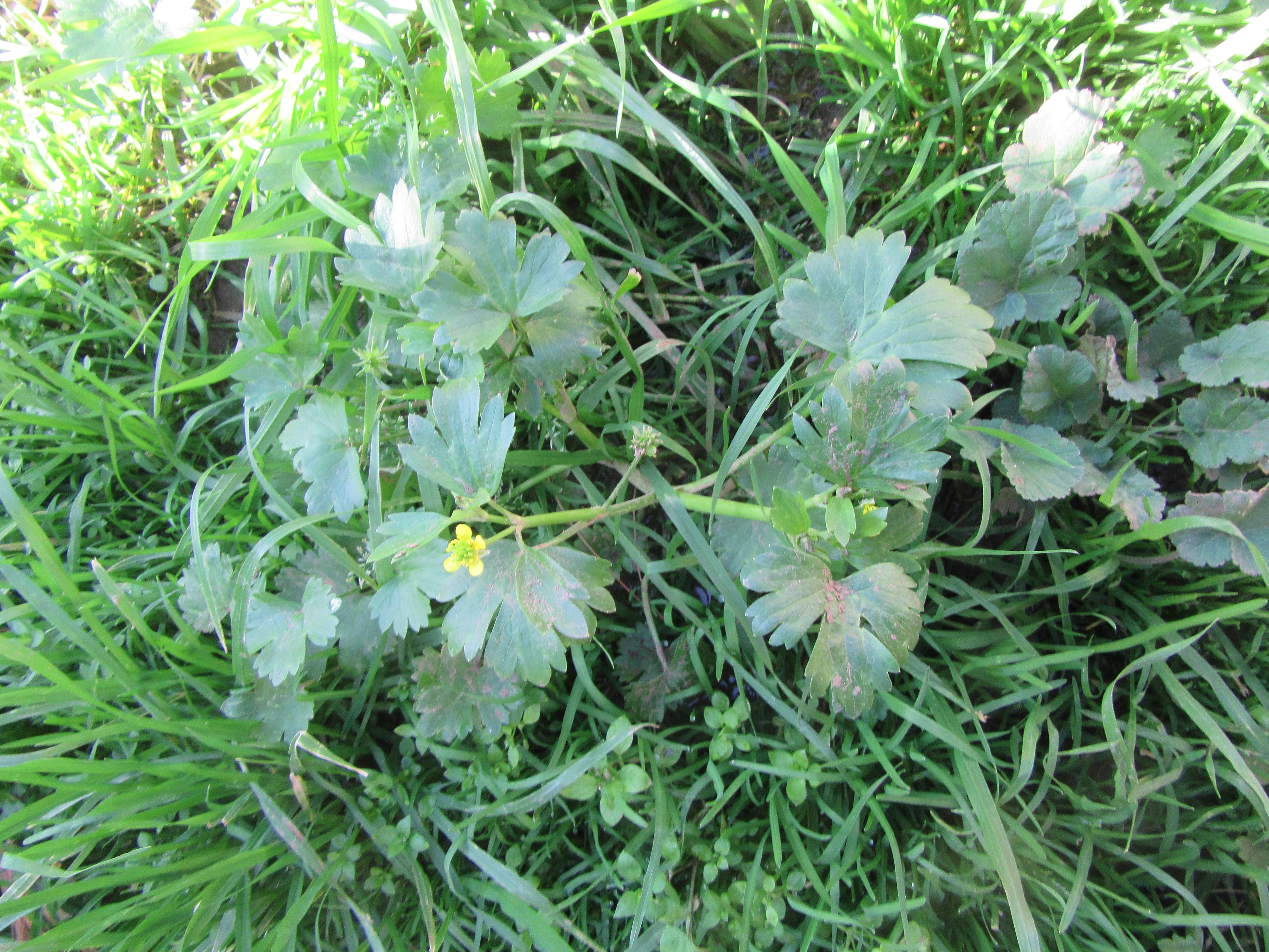 [Greece] [wild] Yellow flower and leaves like celery r/whatsthisplant
