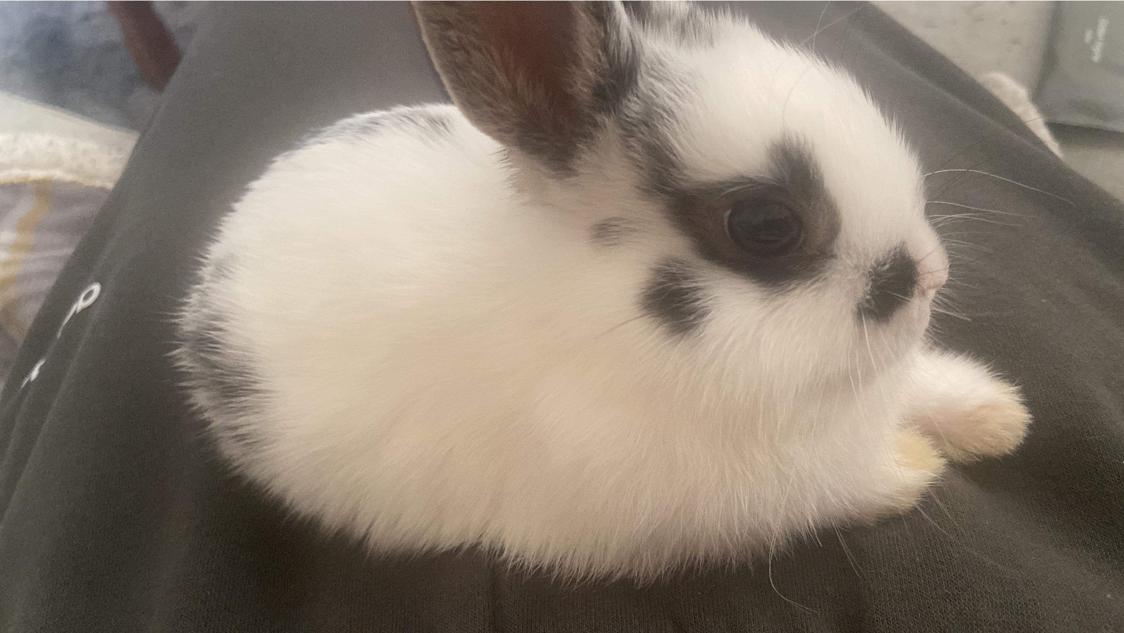 falling asleep on my lap🥹🫶🏻 r/Rabbits