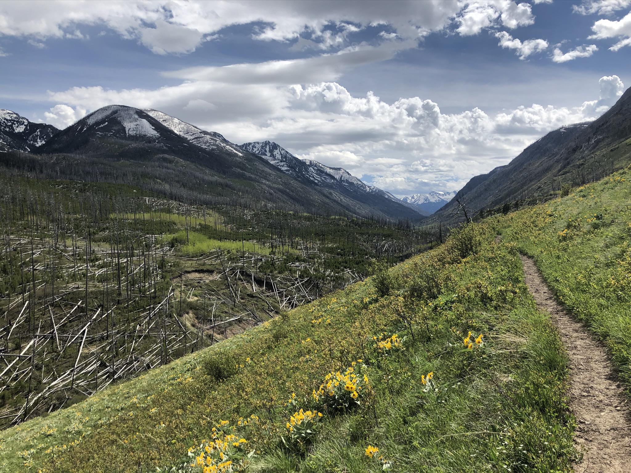 What 14 years of regrowth looks like. West Boulder Meadows r/Montana