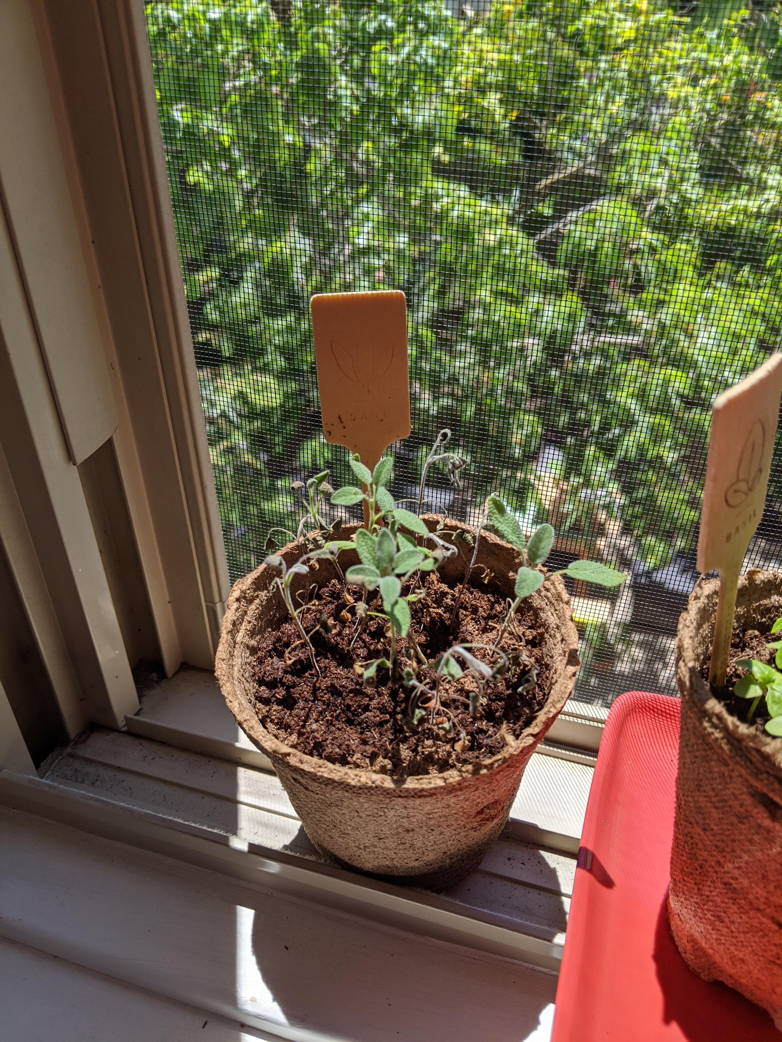 Sage is dying, not sure what to do. It gets great sun and wind all day