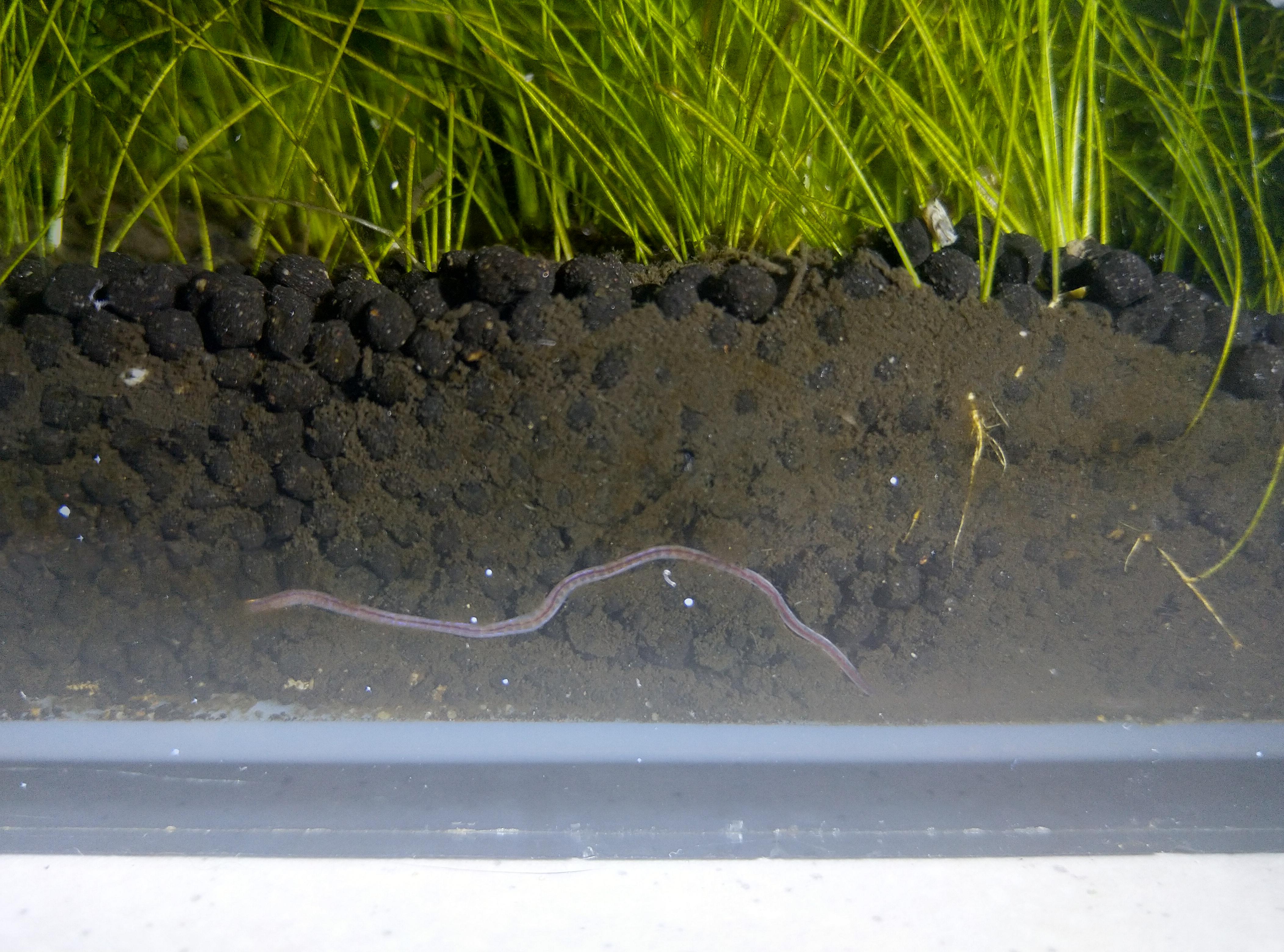 What is this worm in my substrate? (& does anyone know why the aquarium