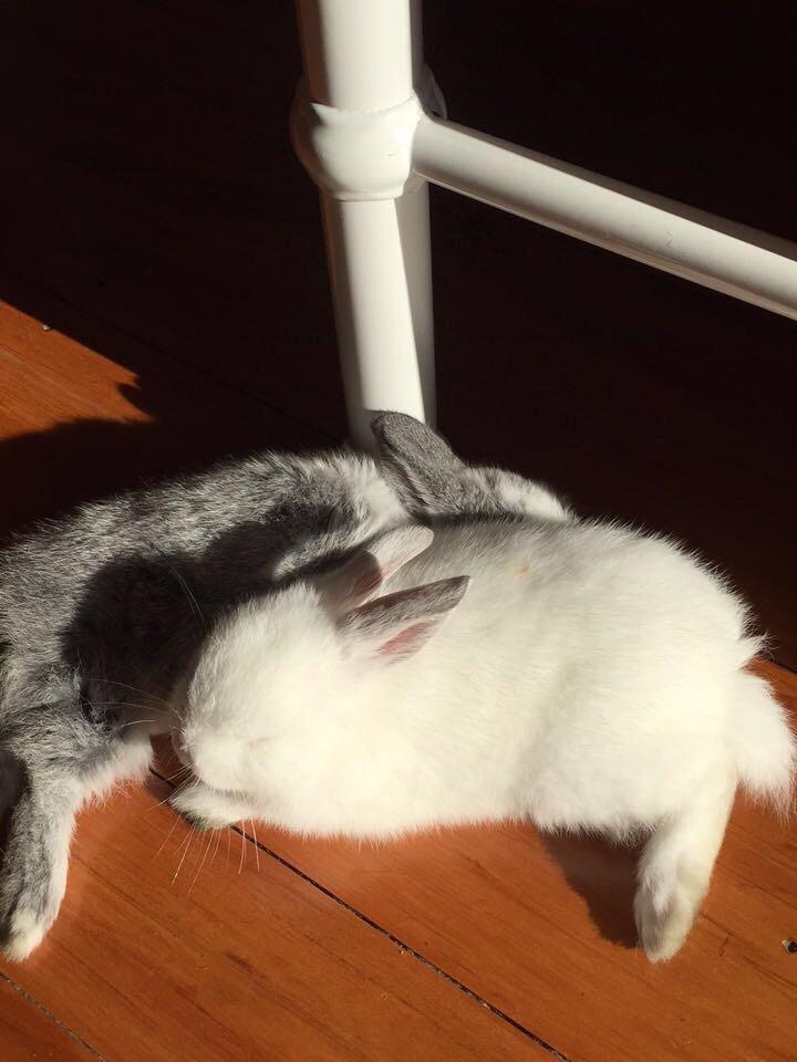 My baby bunnies having a snooze in the sun r/Rabbits