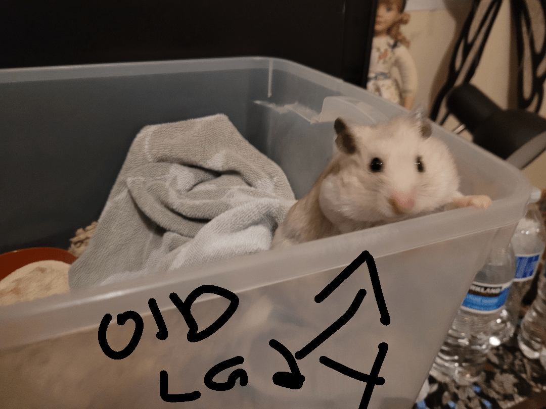 Molly's quarantine. she has improved quite a bit. r/hamster