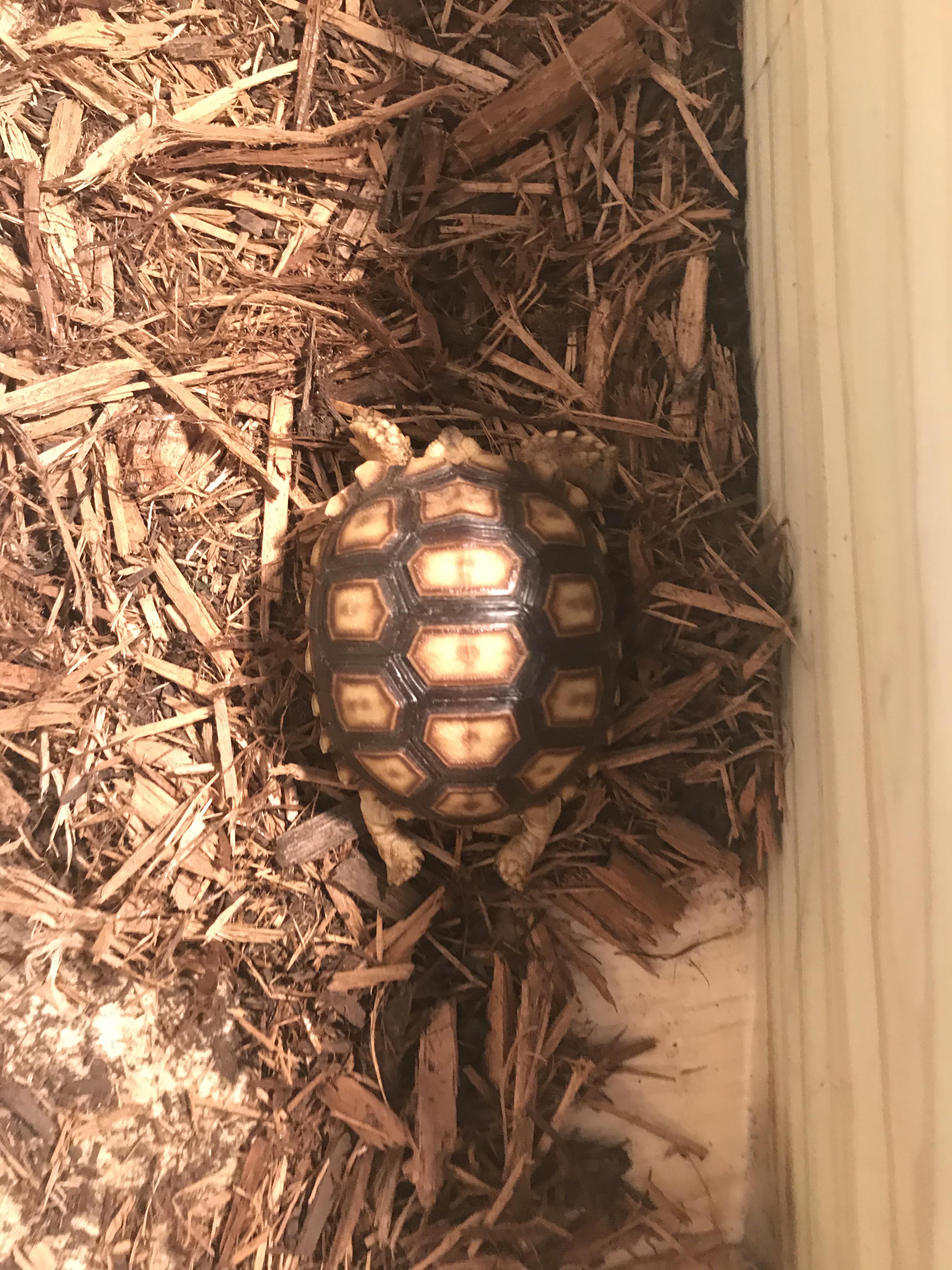 🔥 My cute baby sulcata tortoise sleeping with its itty bitty feet outstretched! r