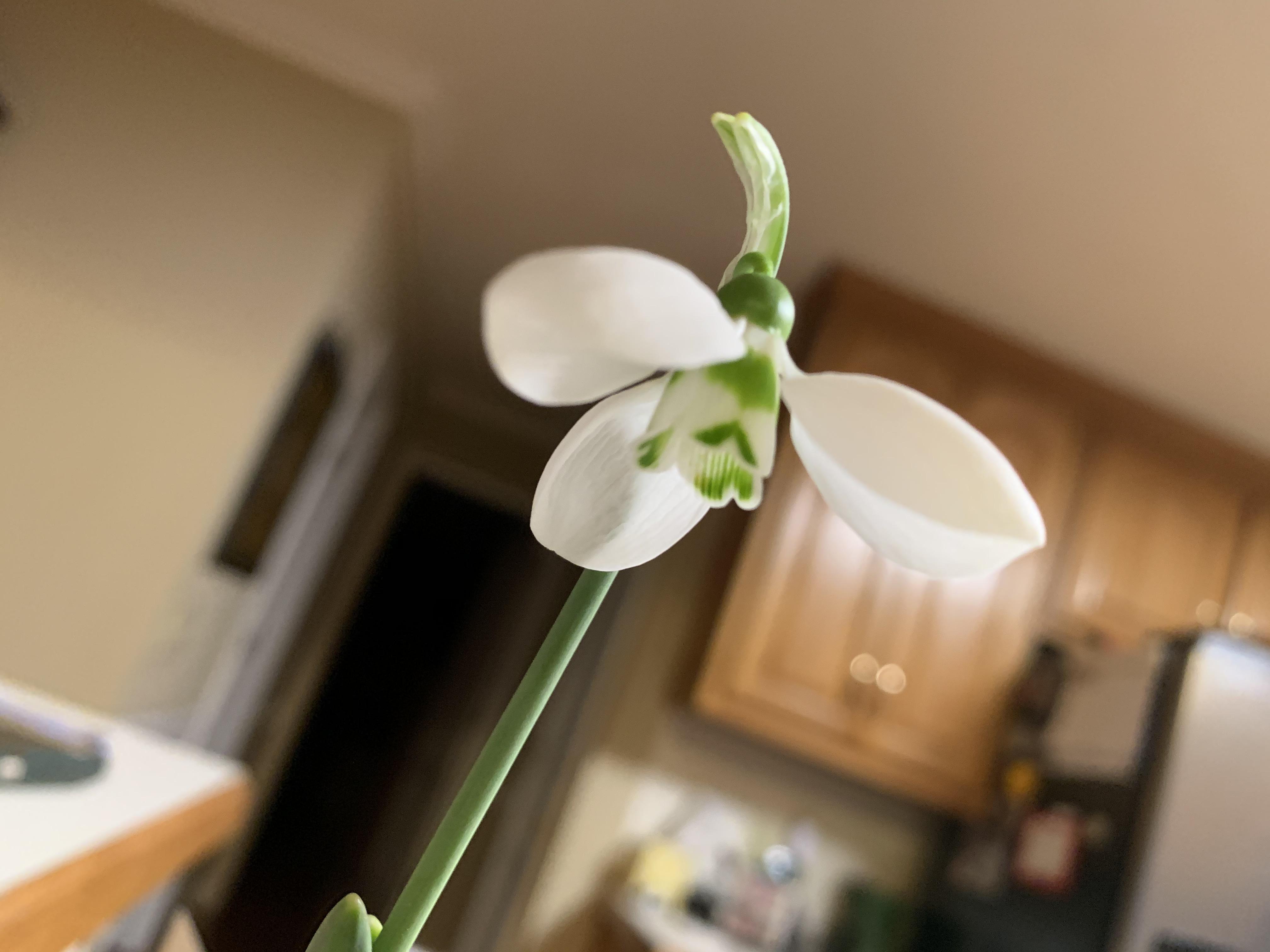 Any clue on what this guy is? r/PlantIdentification