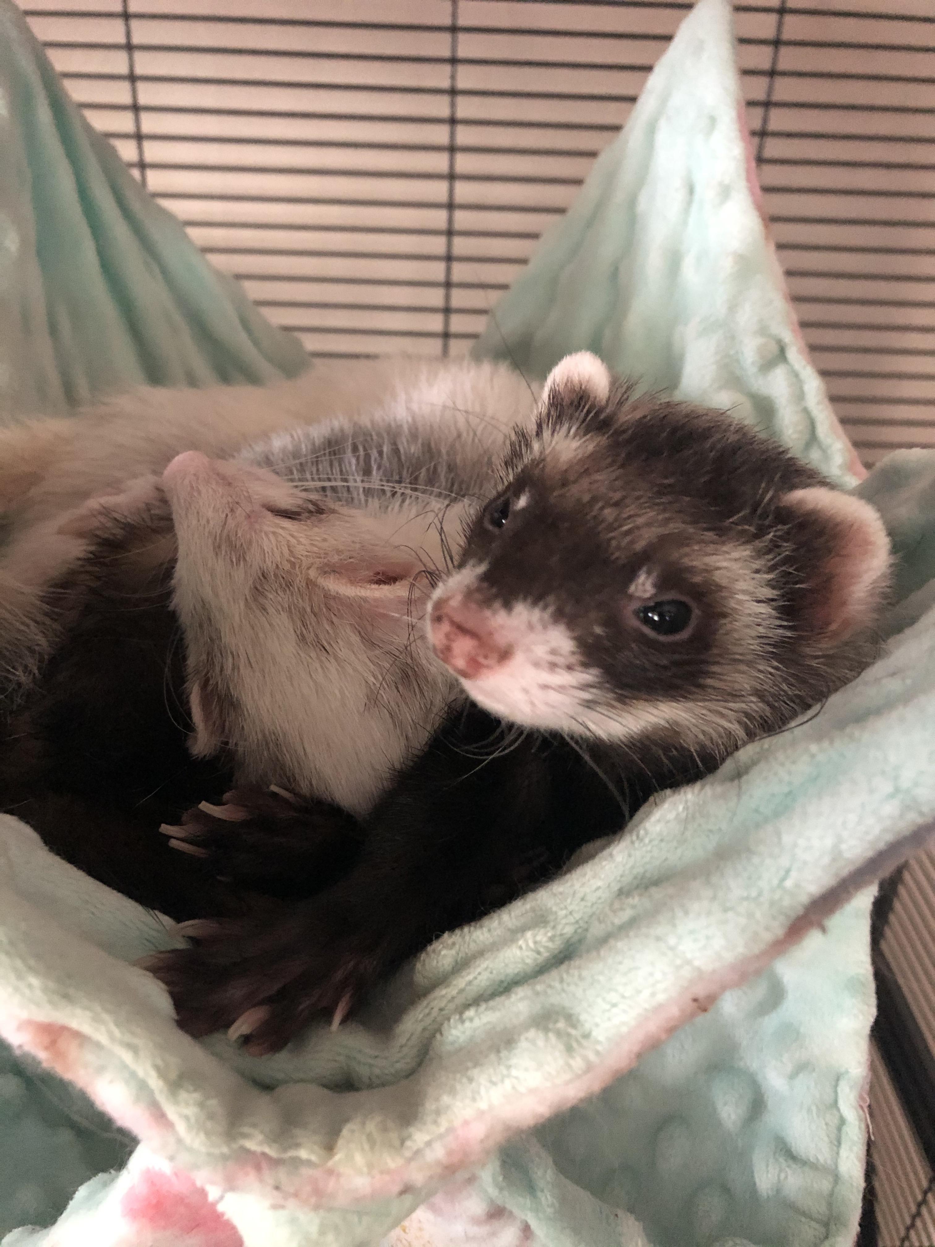 I need advice! I got a third ferret 2 months ago & these two refuse to