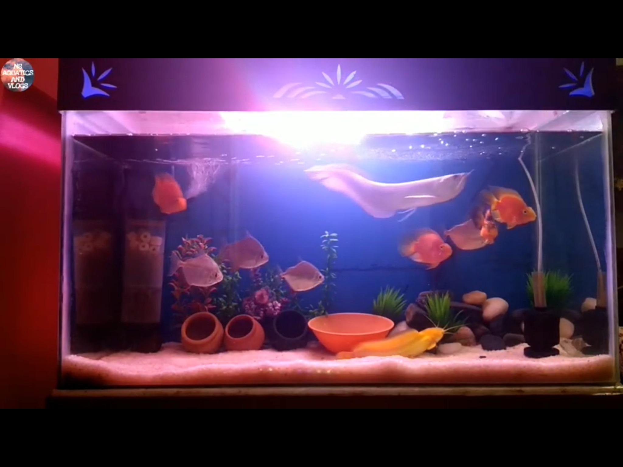 This fish YouTubers aquarium! r/shittyaquariums