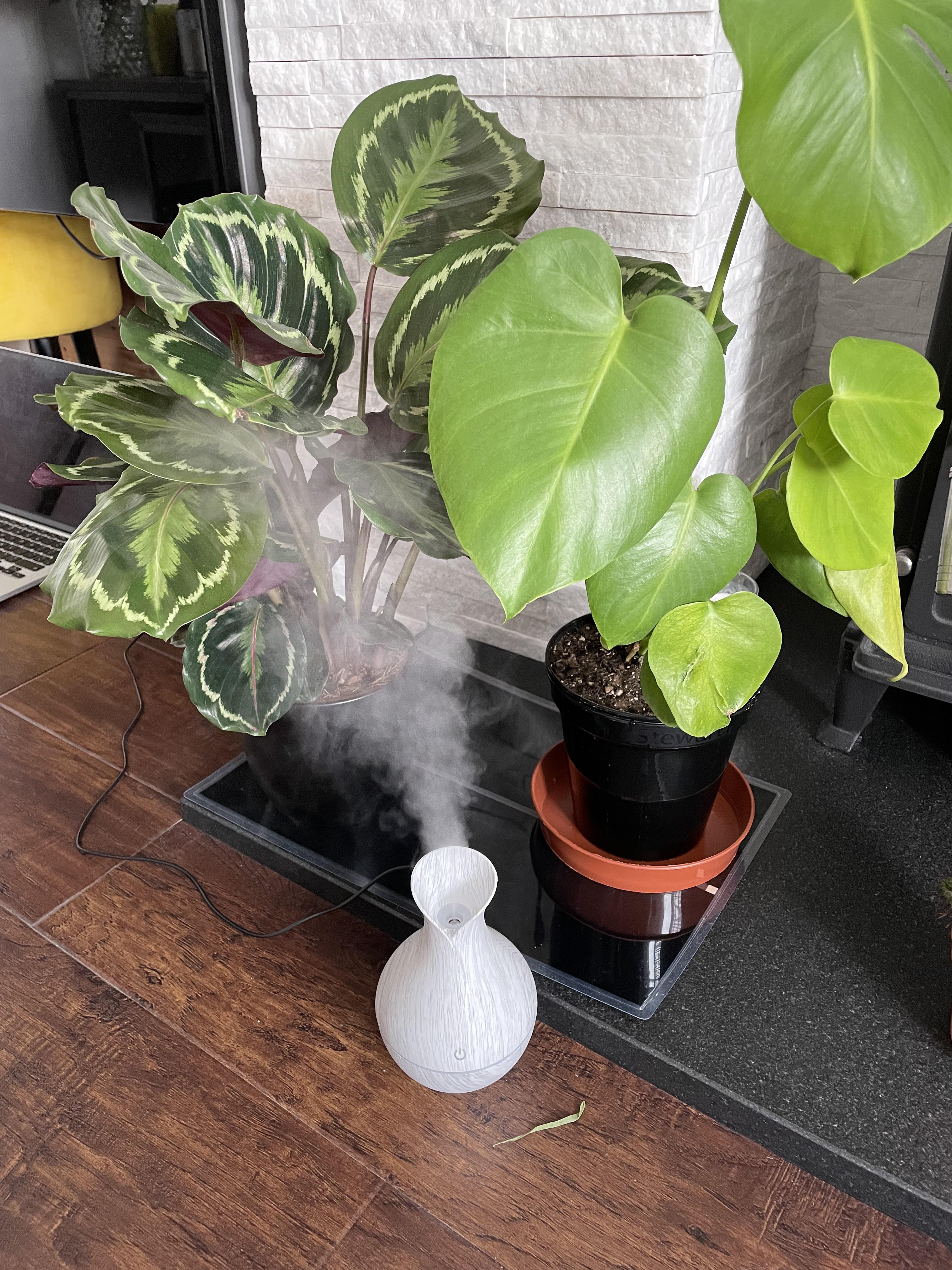 These 2 are loving their new heat mat and humidifier 😍 r/houseplants