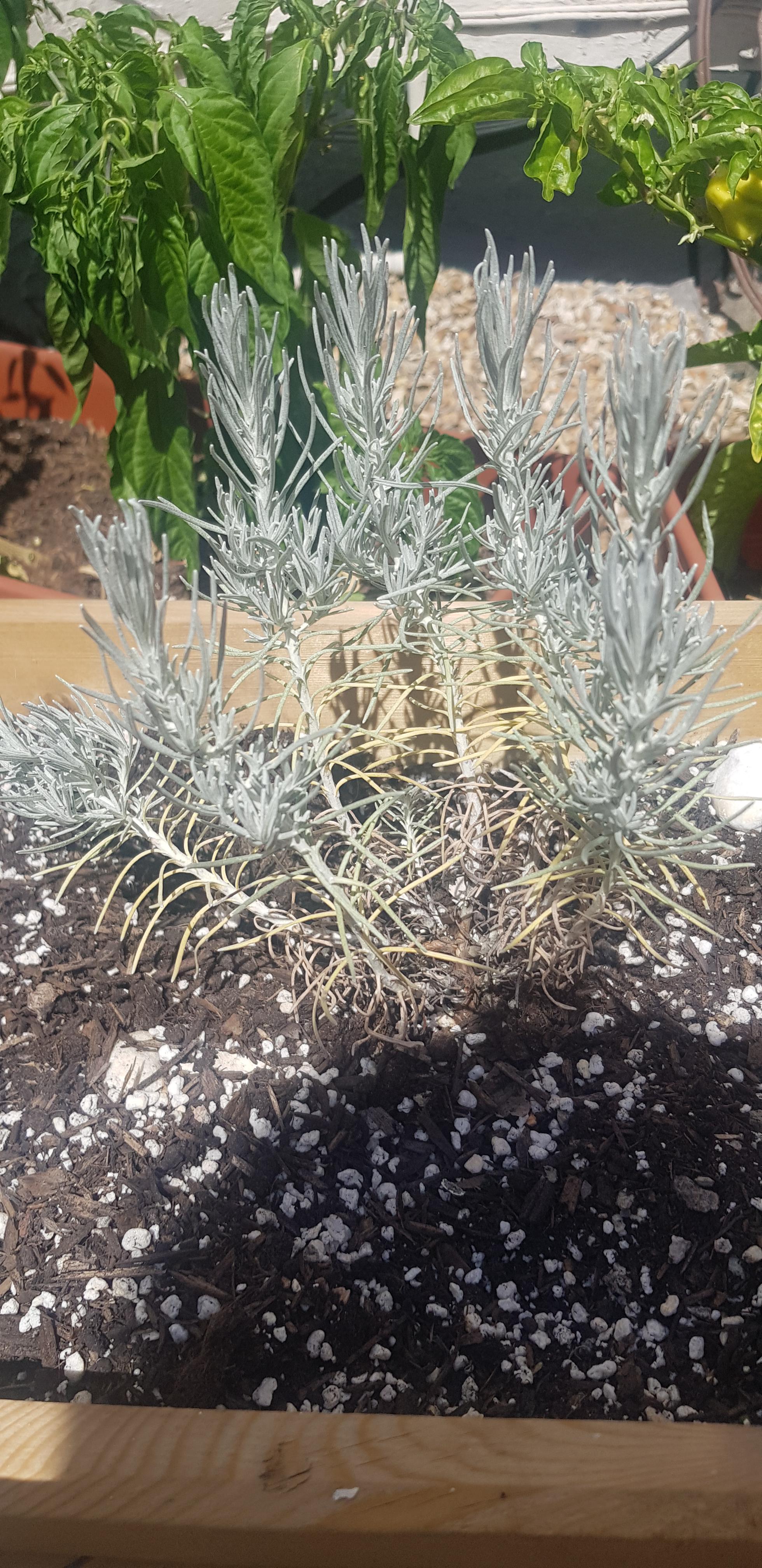 Any idea how to fix my curry plant? plantclinic