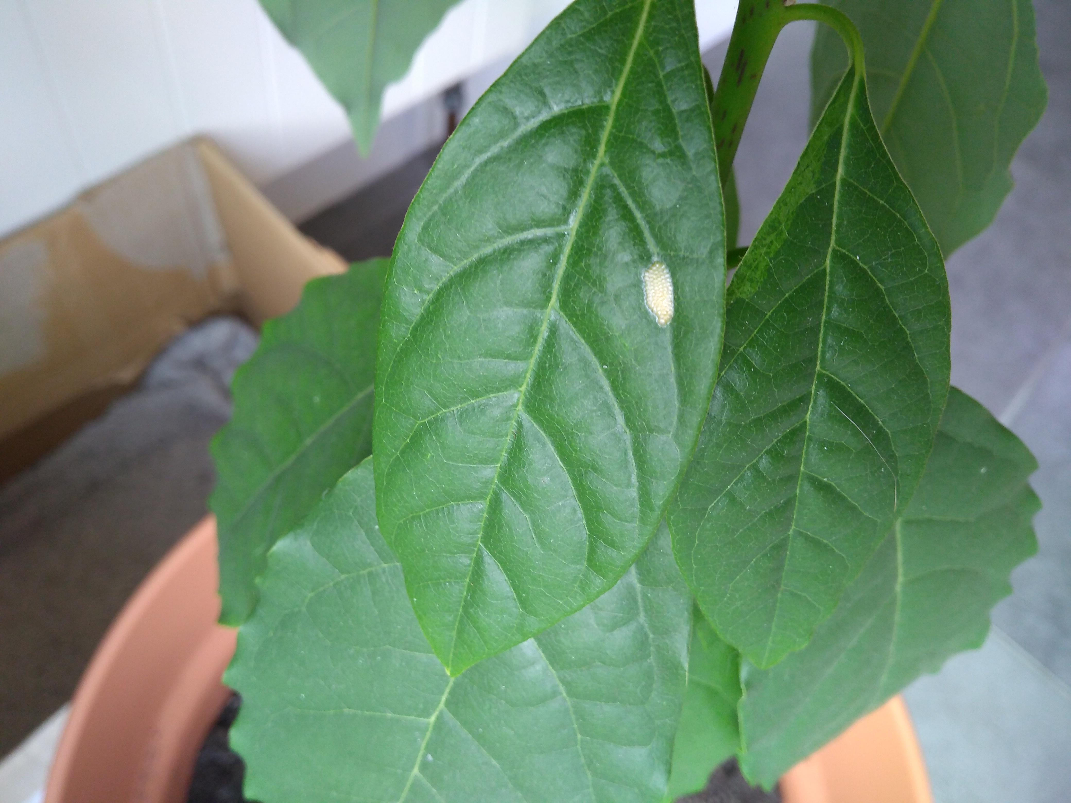Weird white spots on avocado leaf. What on earth is it and how do I get