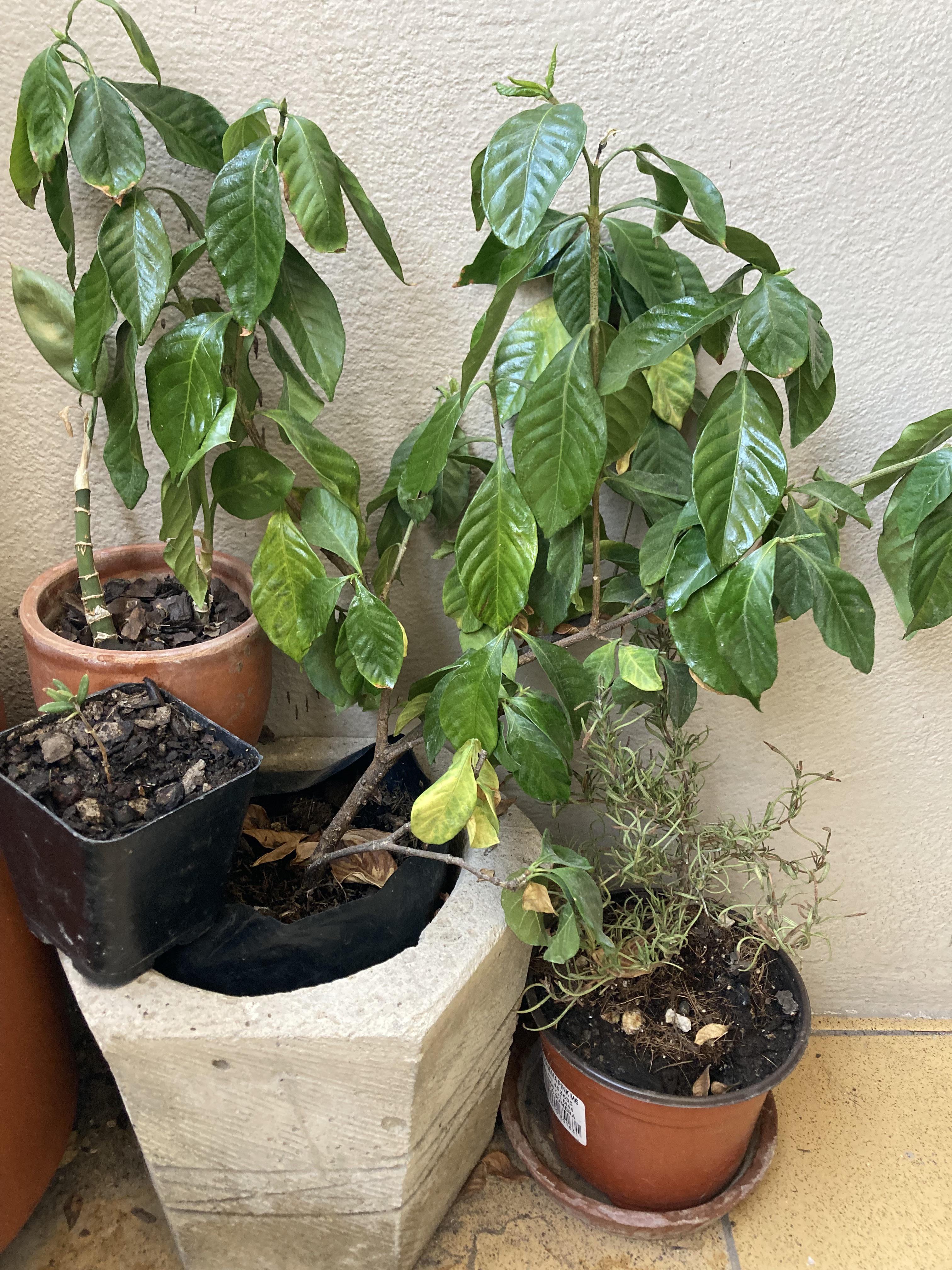 HELP! Why are my gardenias leafs so droopy? The soil is still moist, it happened from one day to