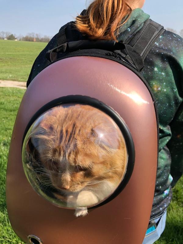 My husband bought one of those fancy cat backpacks. Our maine coon mix