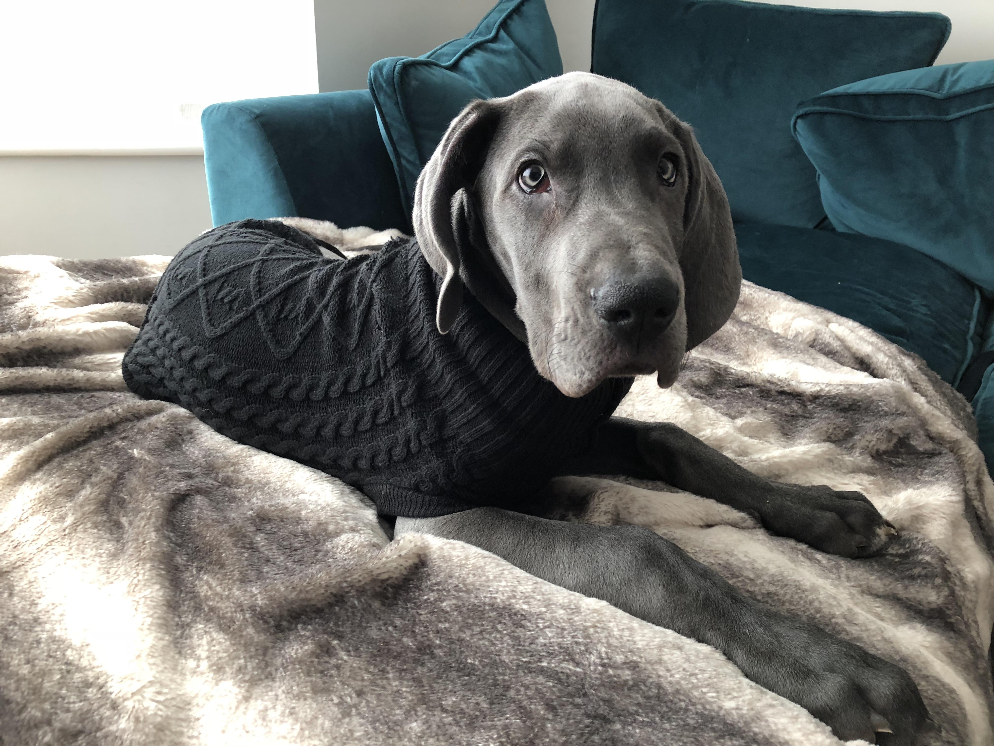 3 months old in an XL jumper! r/greatdanes