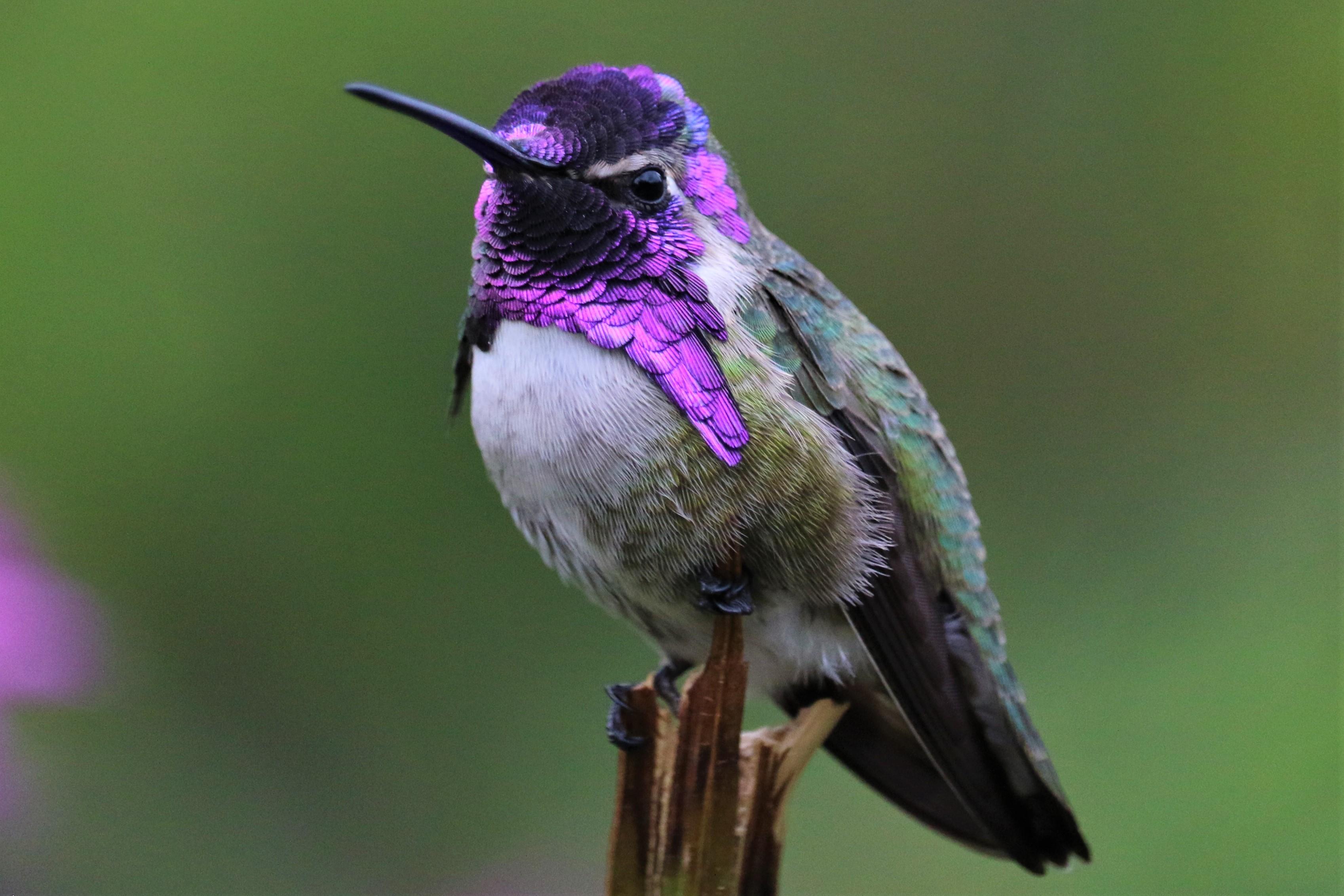 Costa's Hummingbird r/hummingbirds