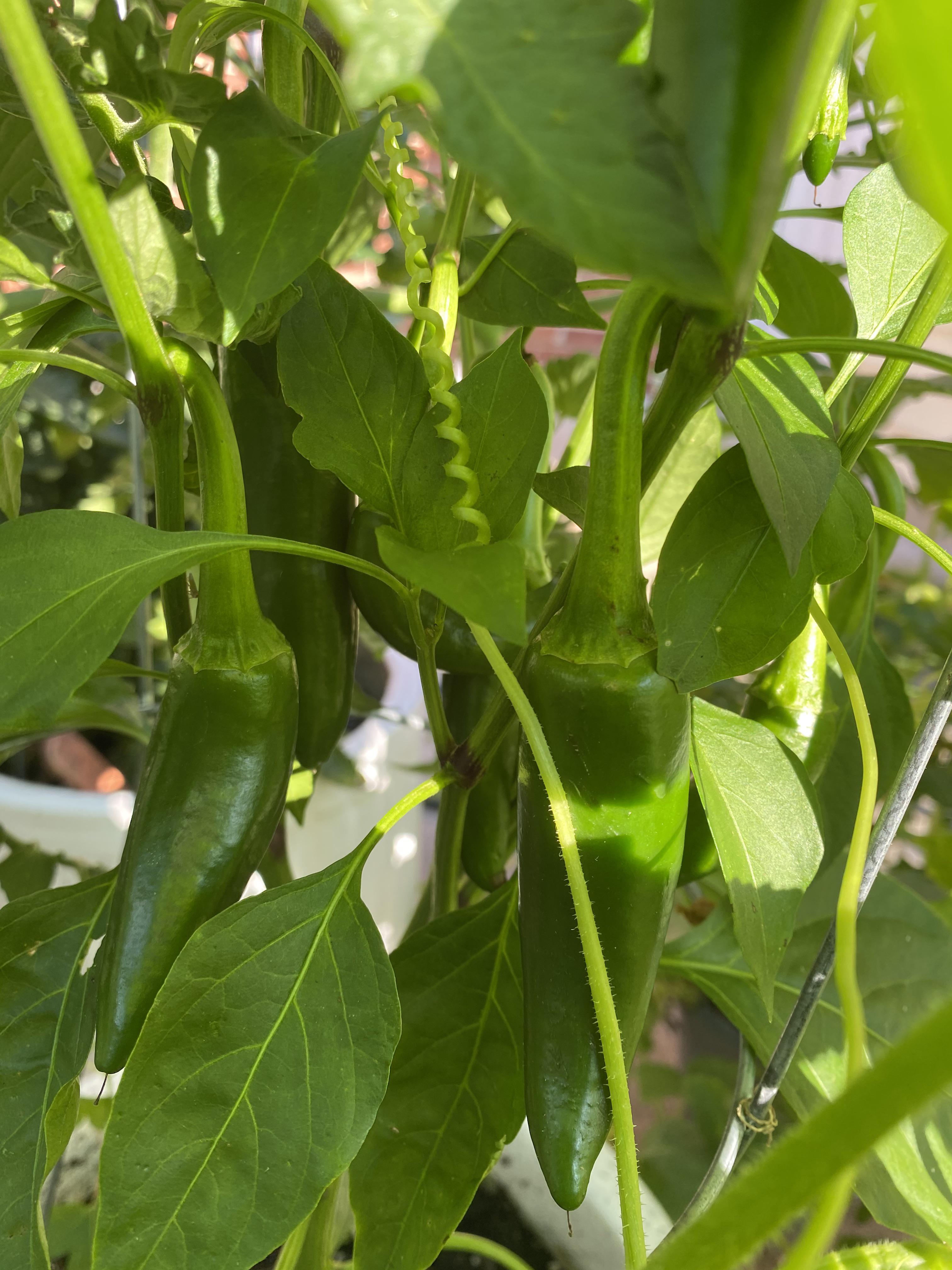 Was convinced my jalapeños weren’t producing, then I found this