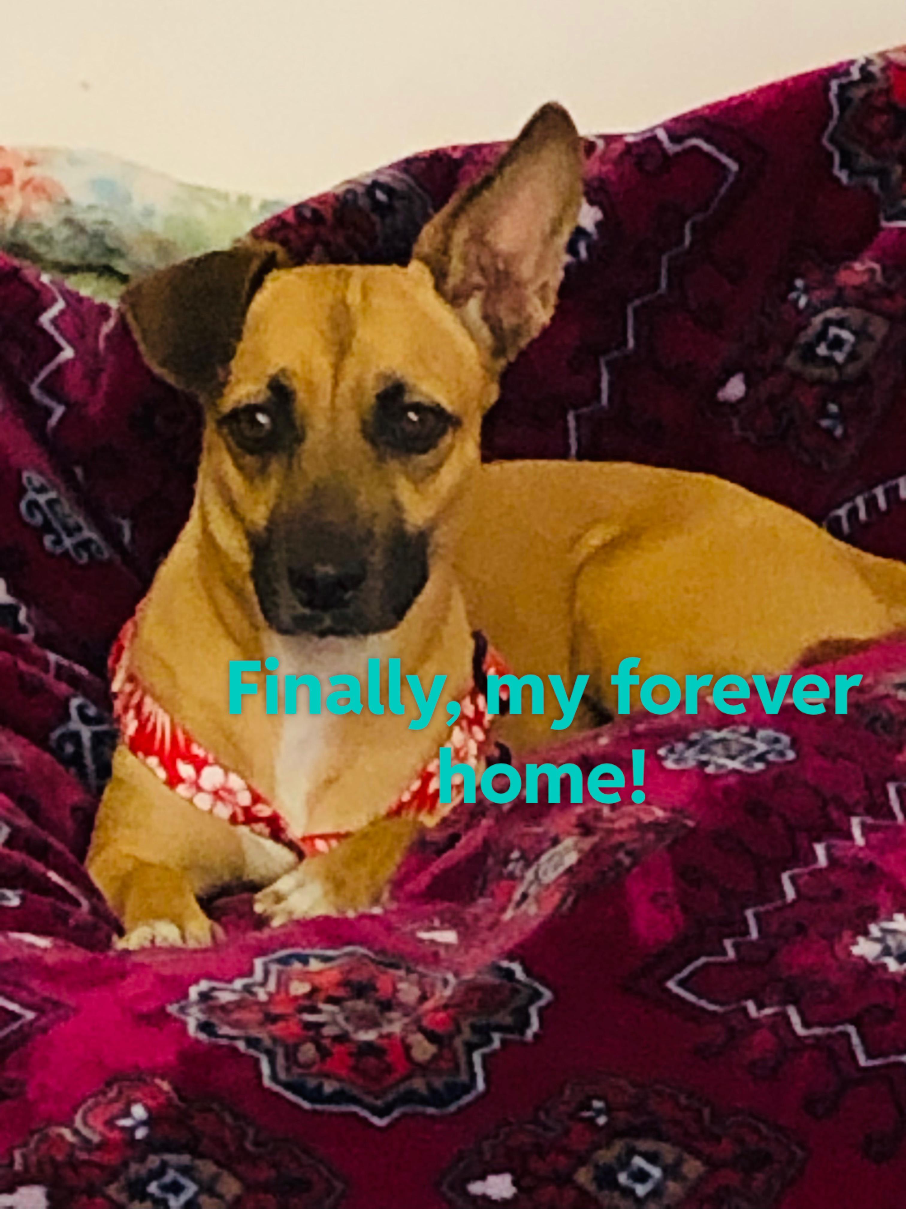 Adopted from Island Dog Rescue, from Puerto Rico 4/30/22…Tatiana 7