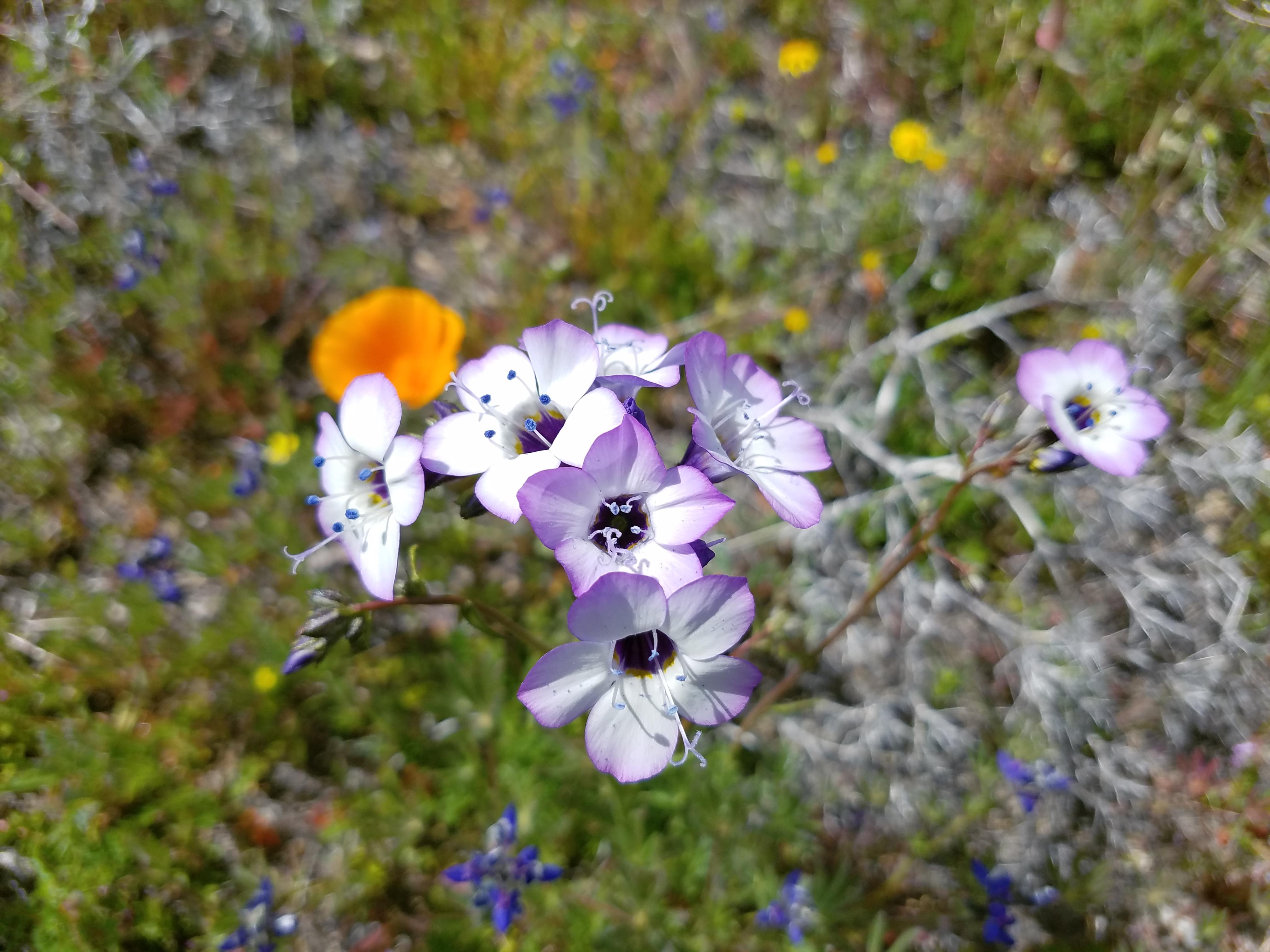 Beautiful, small purple/white flower; LA County, California r