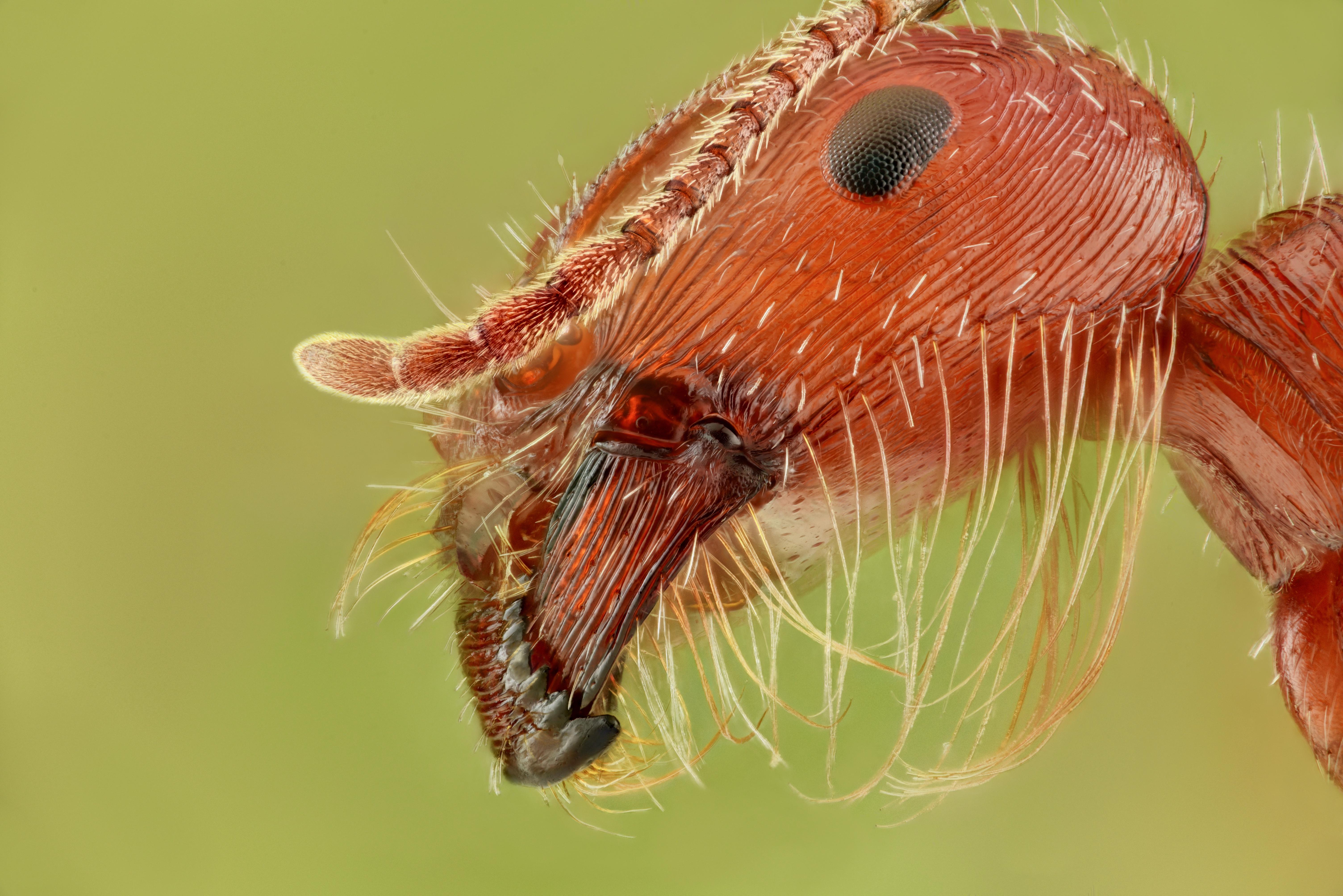 California Harvester Ant r/Entomology