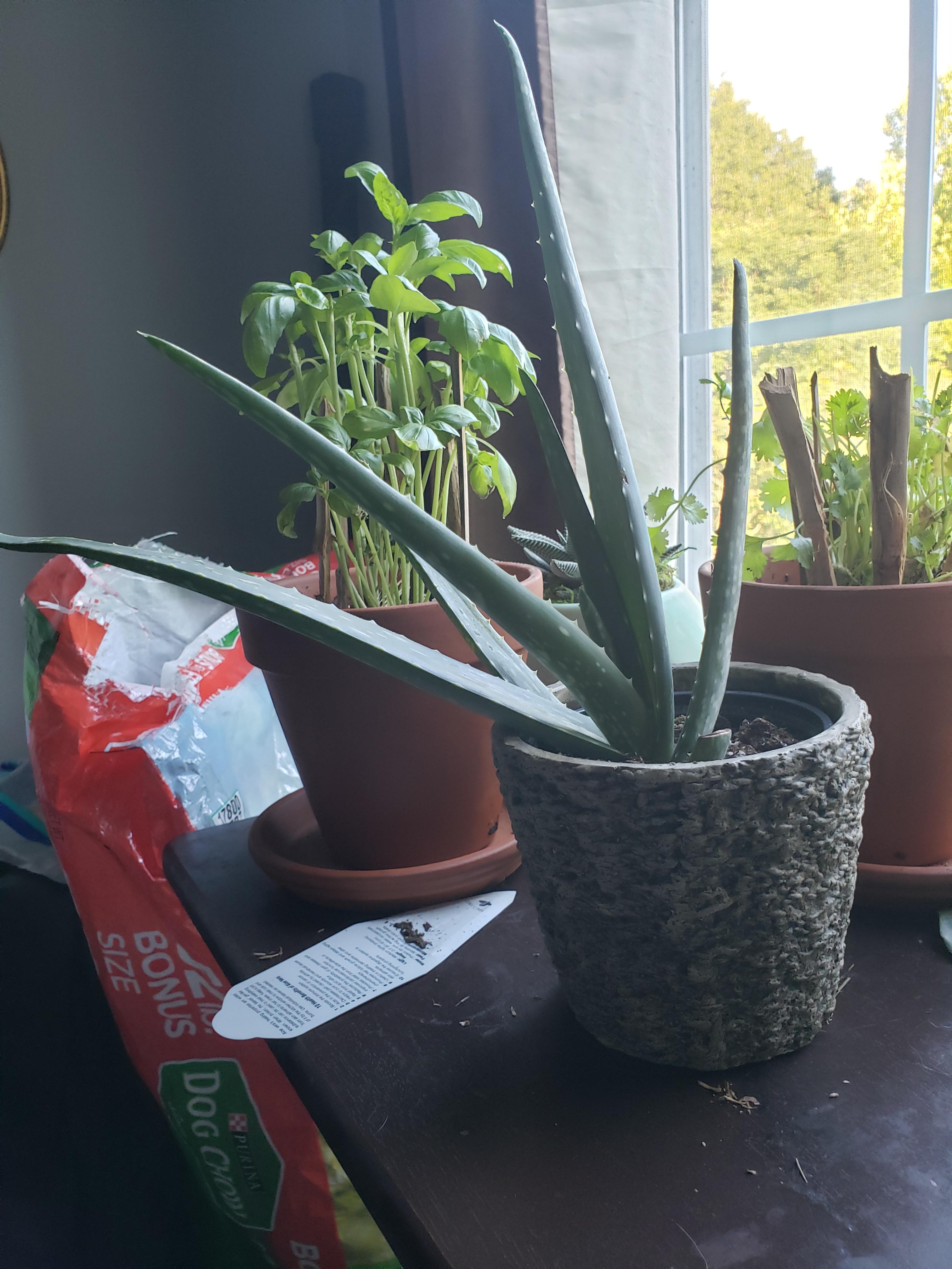 Got this Aloe plant from Kroger. Is it doing ok? Any suggestions? r