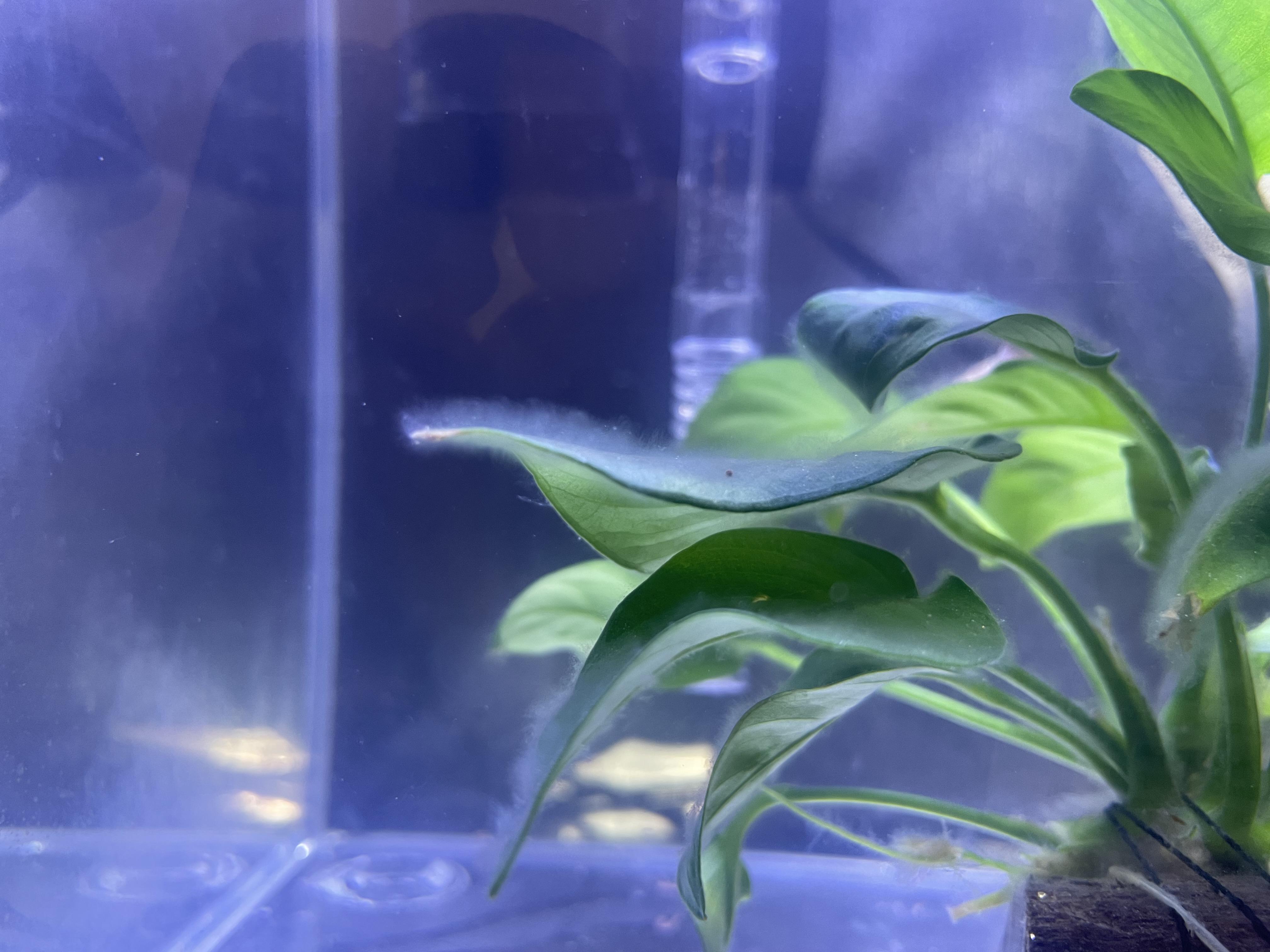 Does anyone know what these white stuff on my plants are and how to get