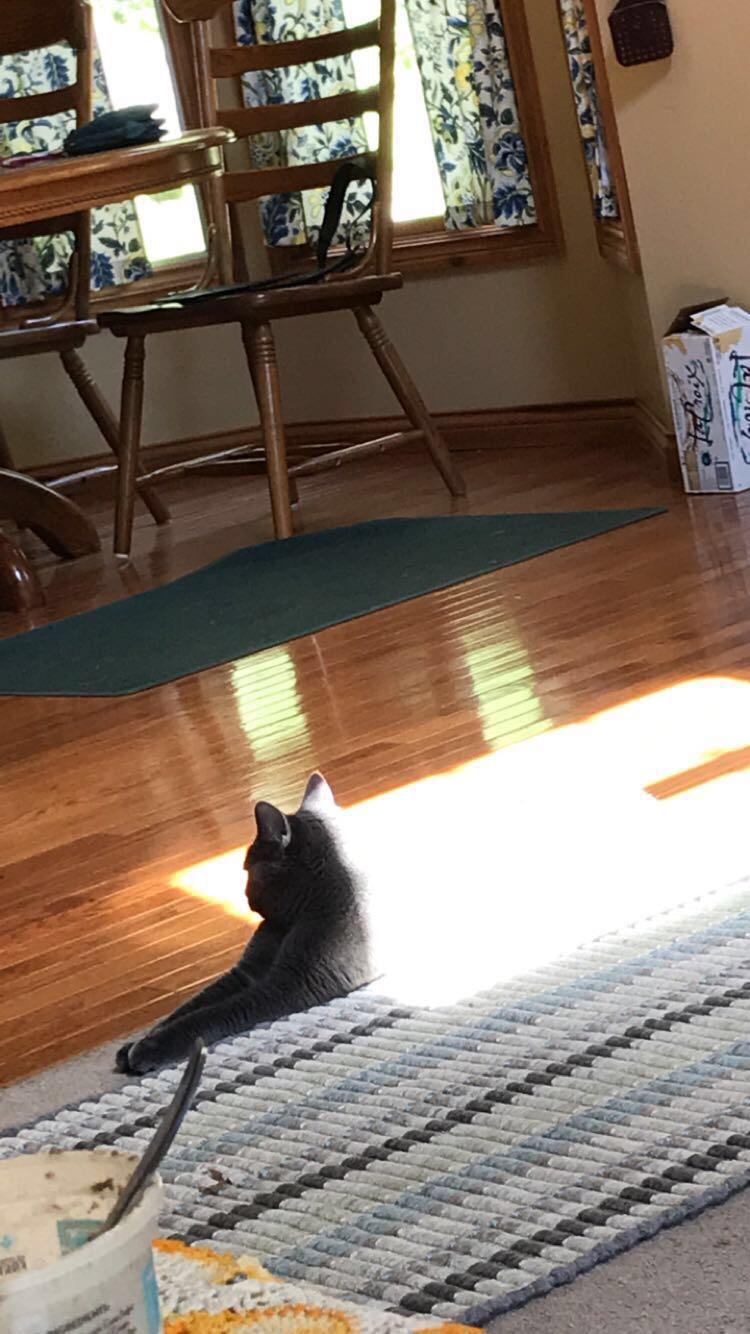 My cat got stuck in the cat dimension portal. catdimension