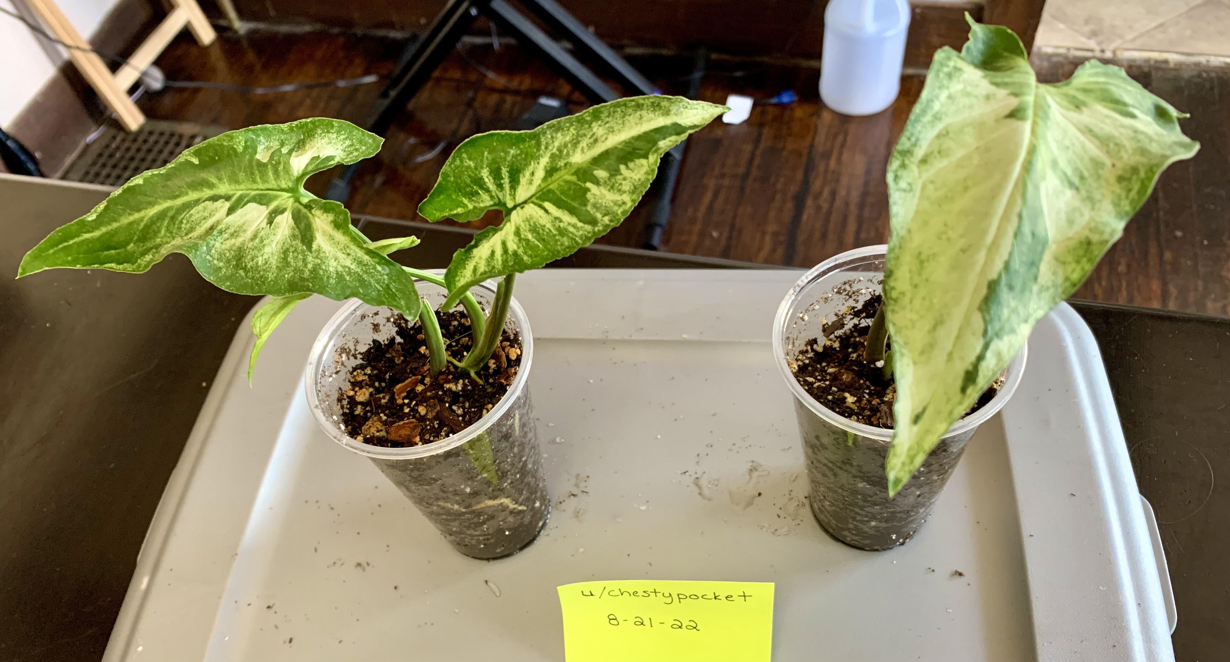 Great Big Sale! Larger/Rare Plants & Mix & Match 5 or less. Album