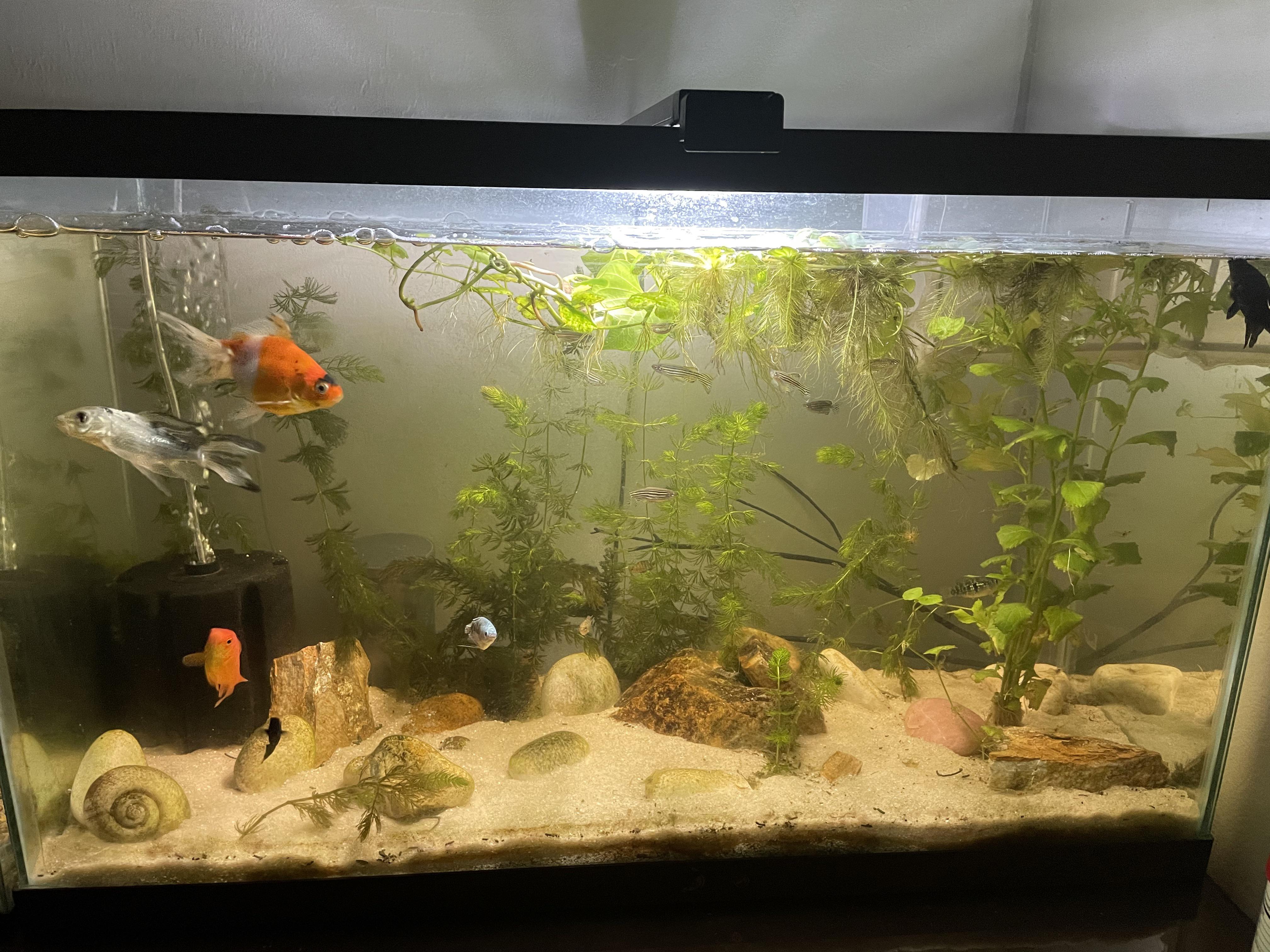 30 gallon tank r/aquarium