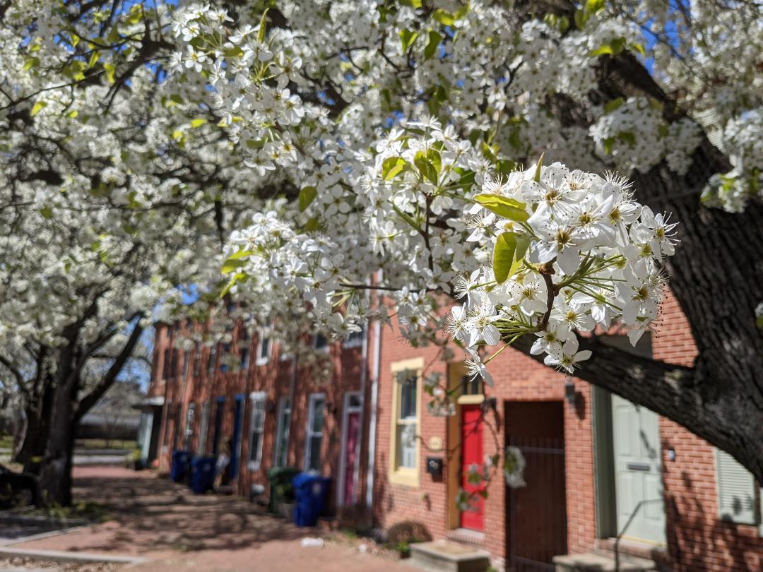 Springtime in Ridgely's Delight r/baltimore