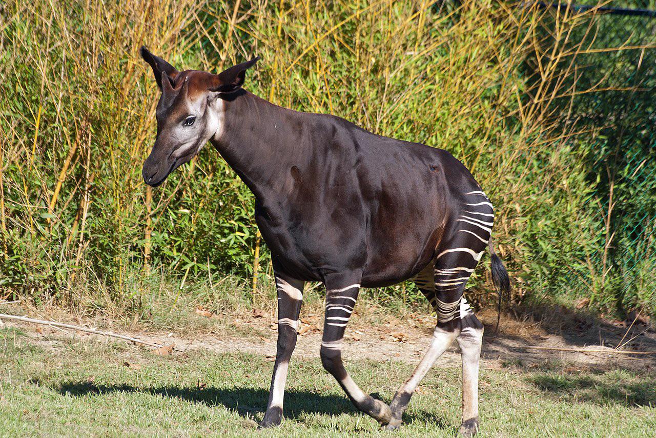 Okapi are the only other living member of the Giraffidae family r