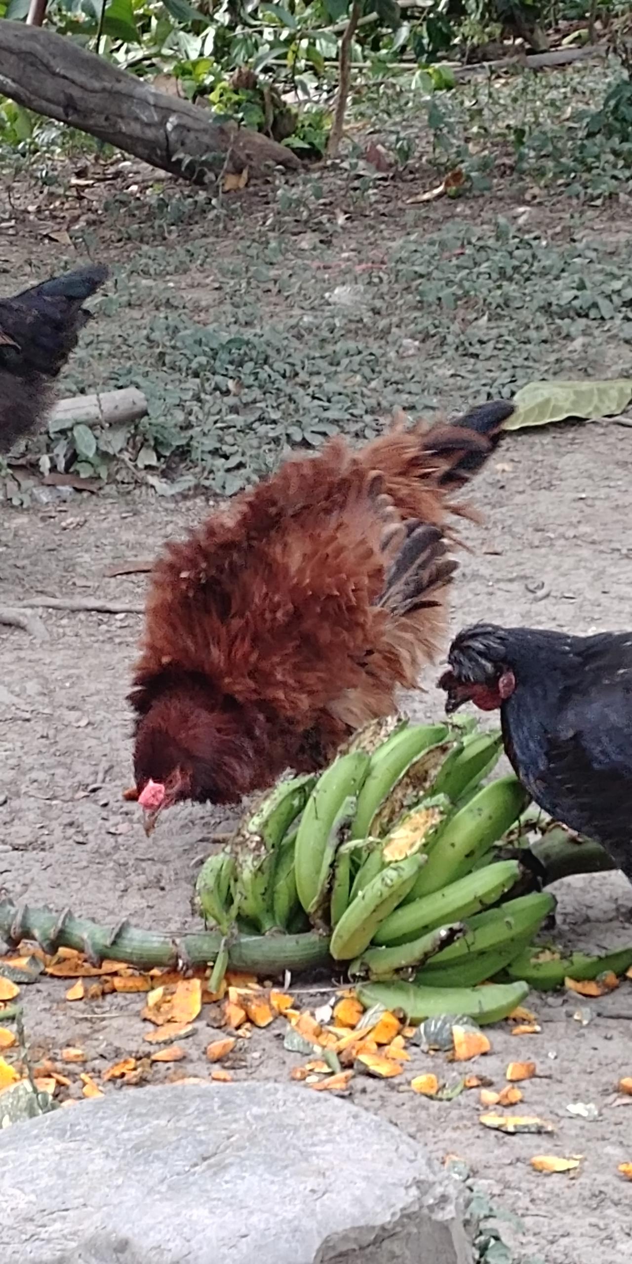 Chickens can have curly feathers r/mildlyinteresting
