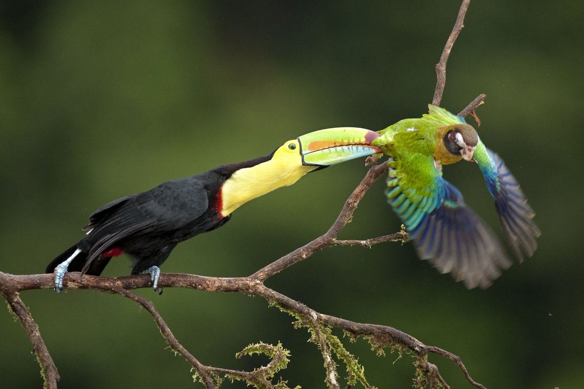 Toucans are frugivorous as in consuming loops of fruit but they will
