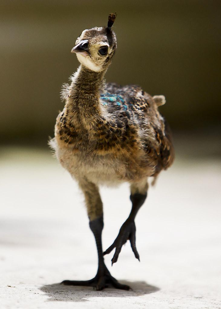This is what a baby peacock looks like! r/aww
