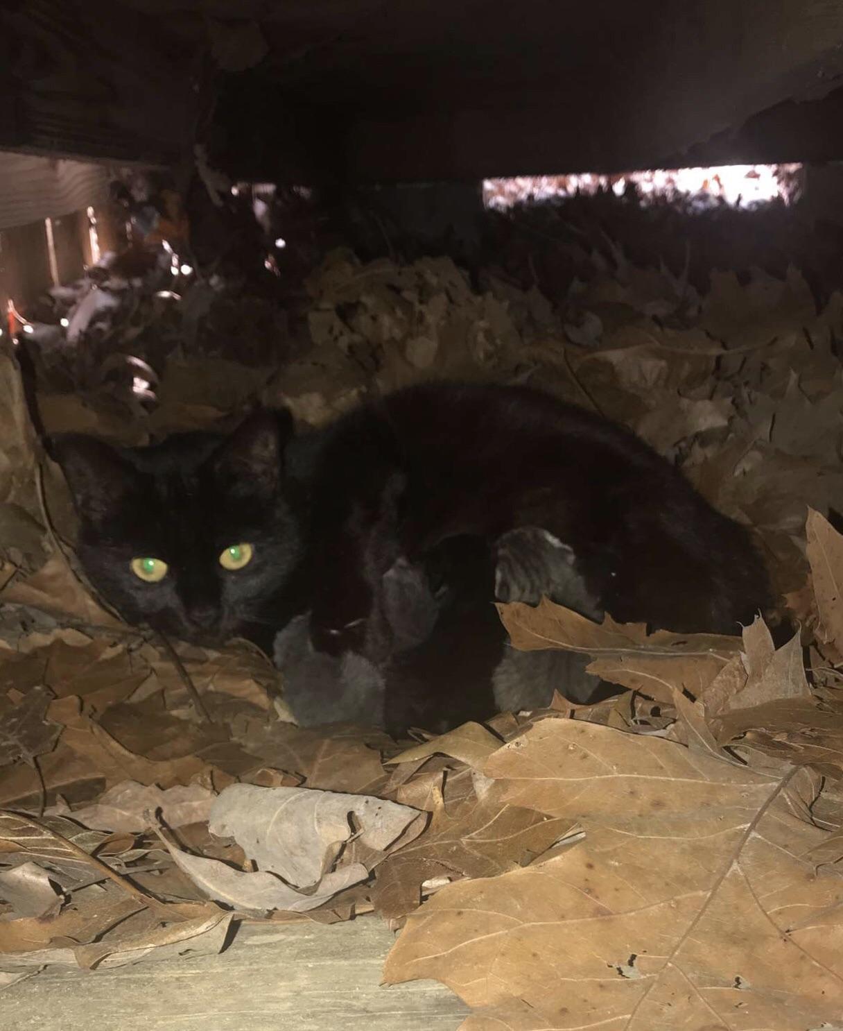 This stray cat had kittens under my shed. r/aww