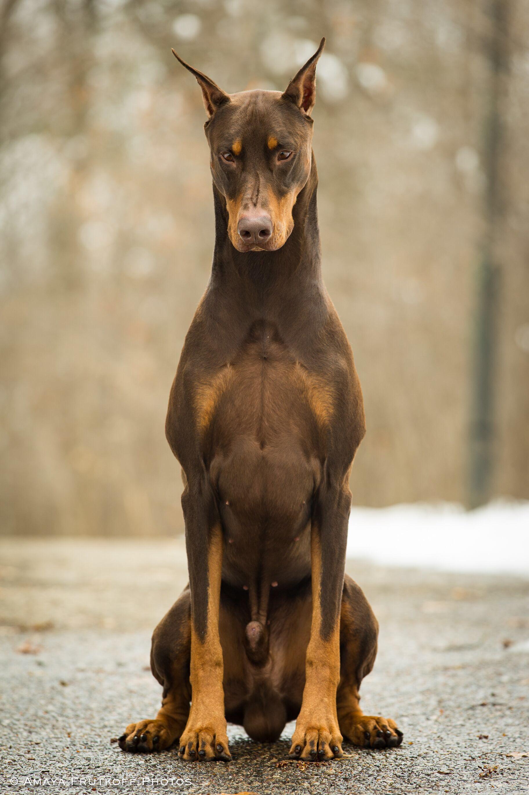 My statuesque dog, Victor. r/pics