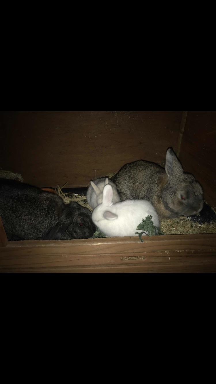 Family photo of my rabbits, gave birth 3 weeks ago Left to right Ella