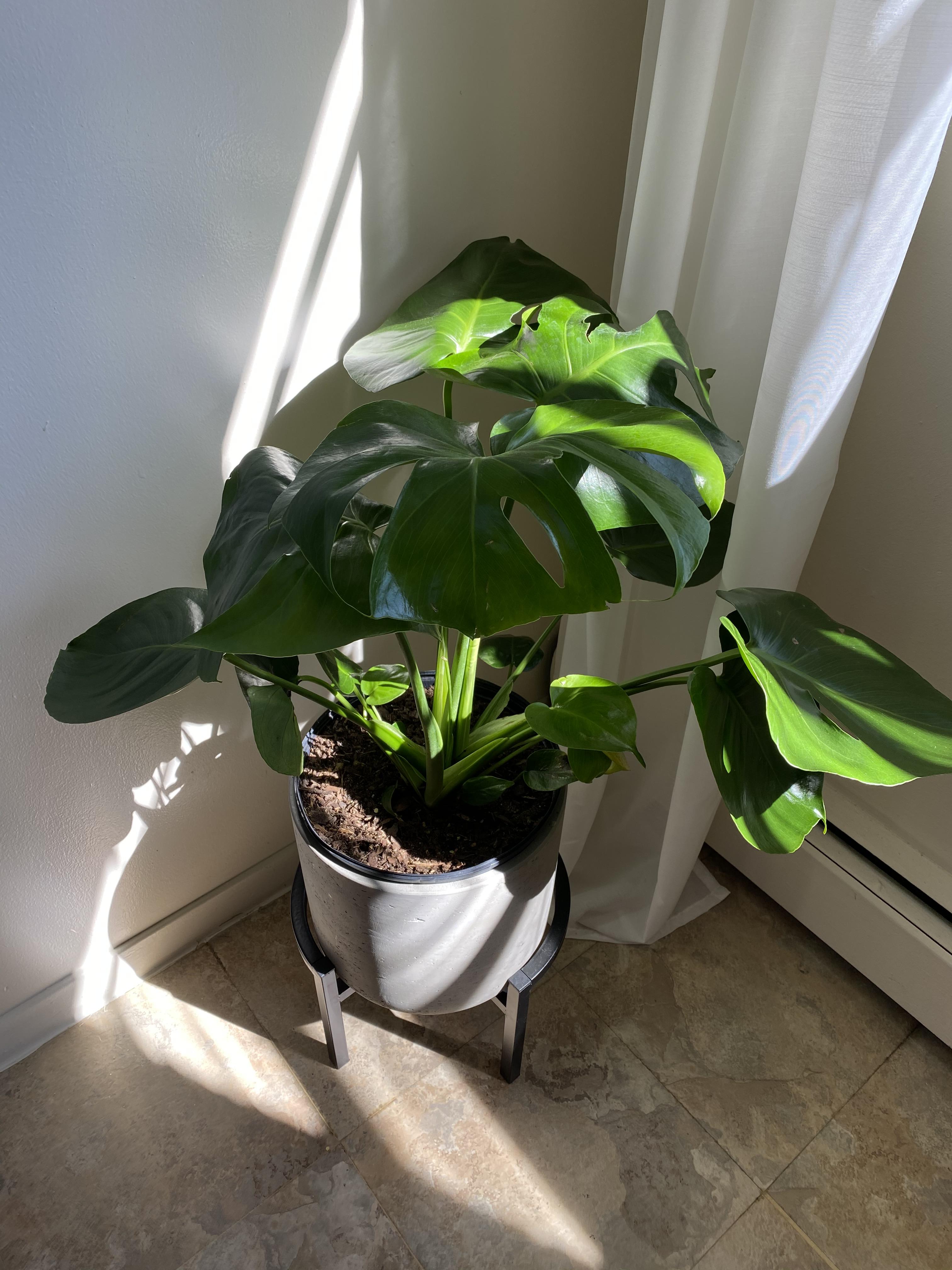 my 15 Monstera Deliciosa from Whole Foods! r/Monstera