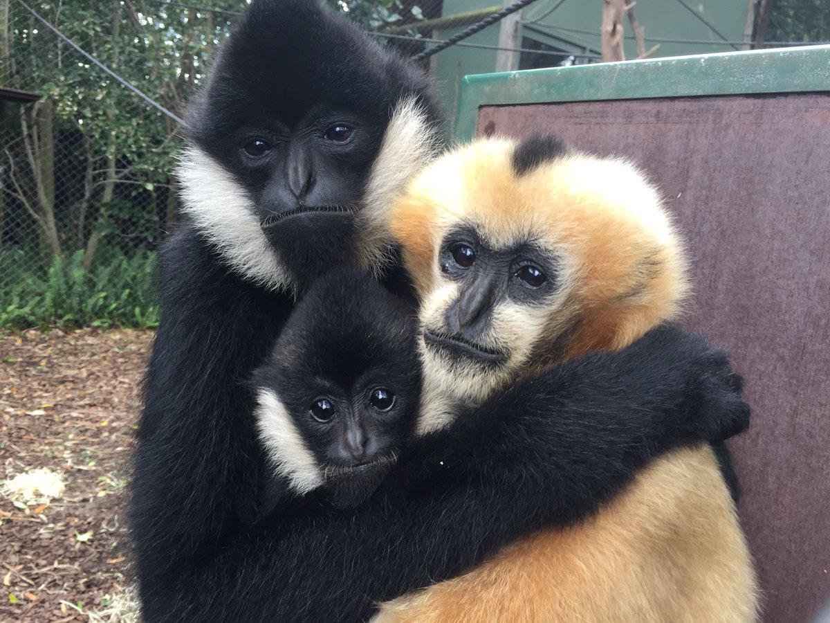 Whitecheeked Gibbons have a very loud call called the ‘morning chorus