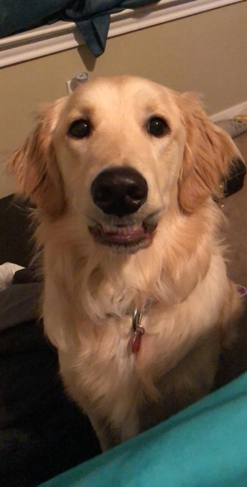 My dog randomly stares at me like this r/WhatsWrongWithYourDog