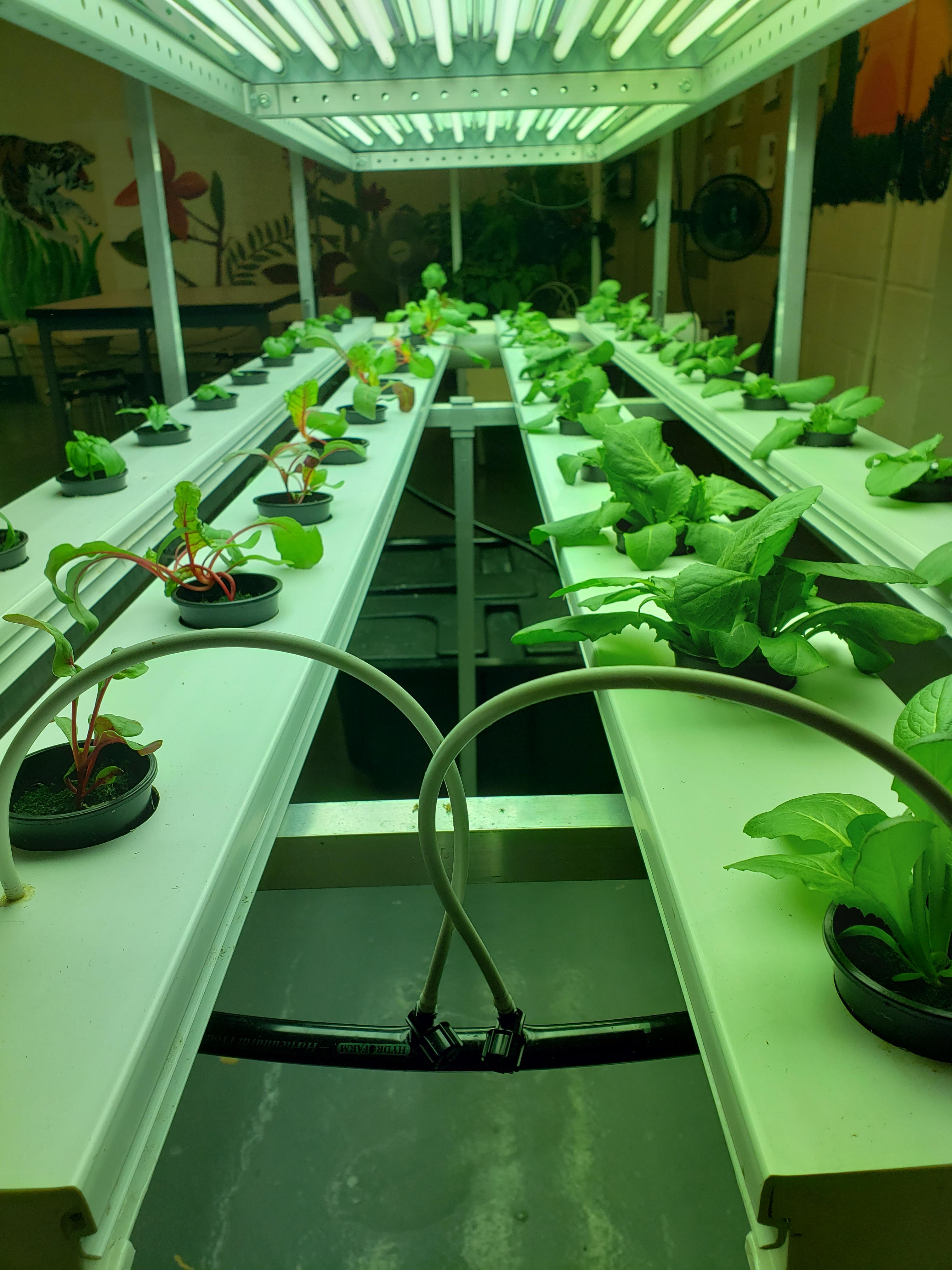 The hydroponic garden at my job! r/gardening