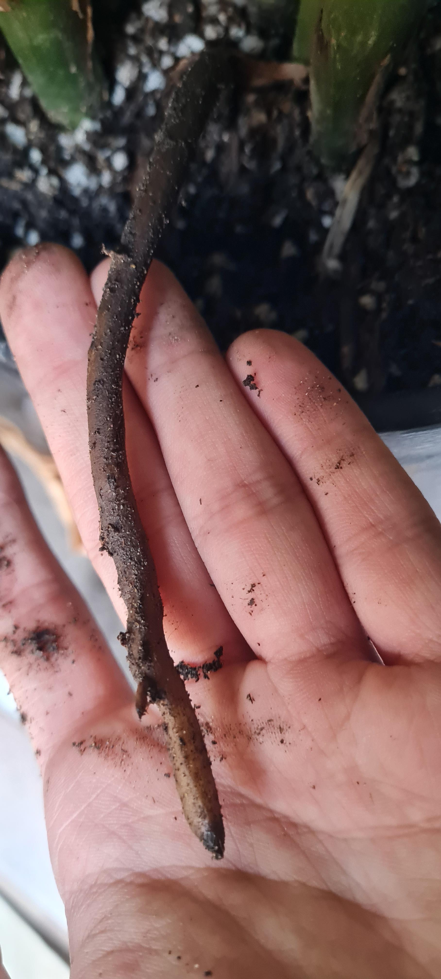 zz plant root rot? or is it normal r/plantclinic